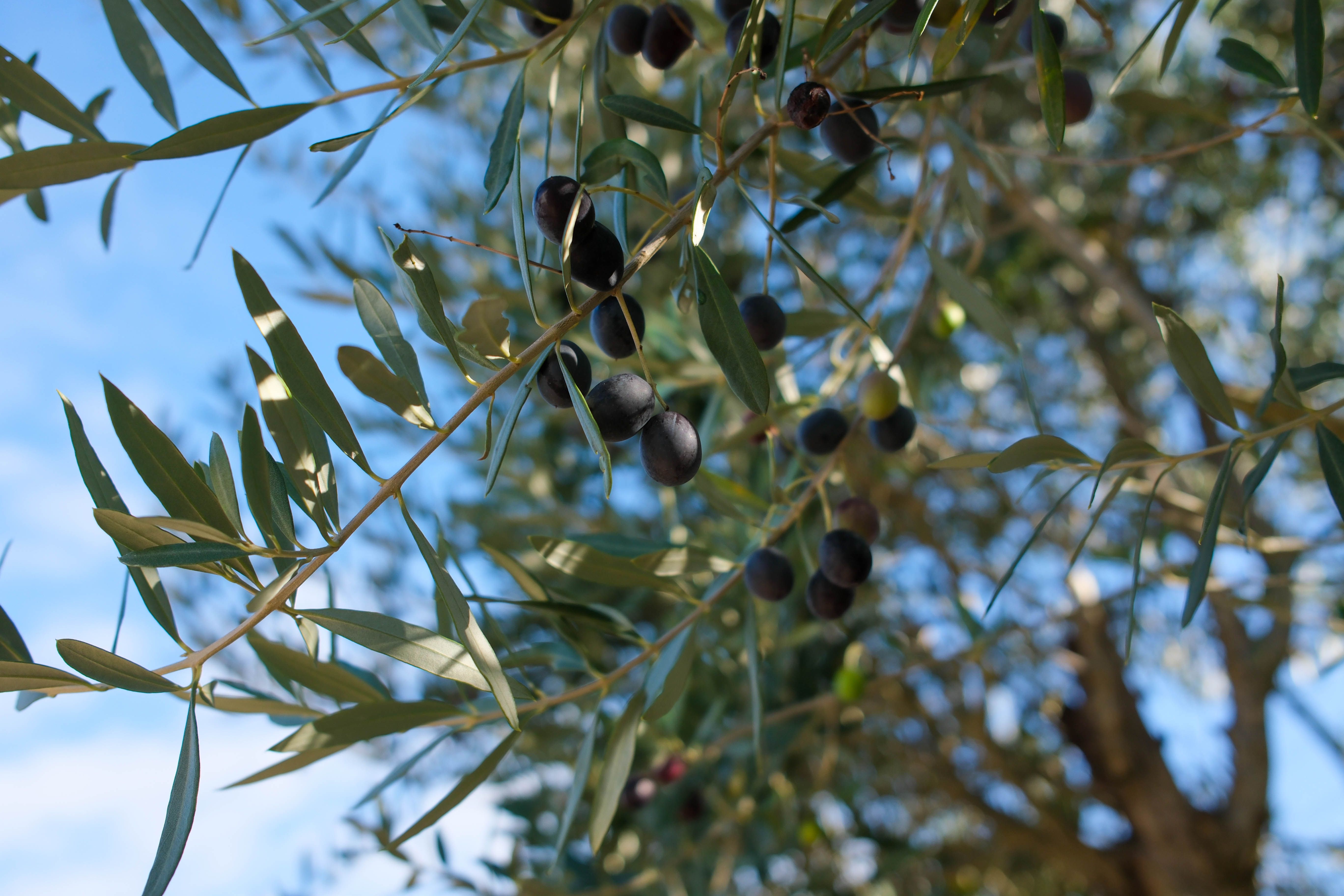olive tree leaves