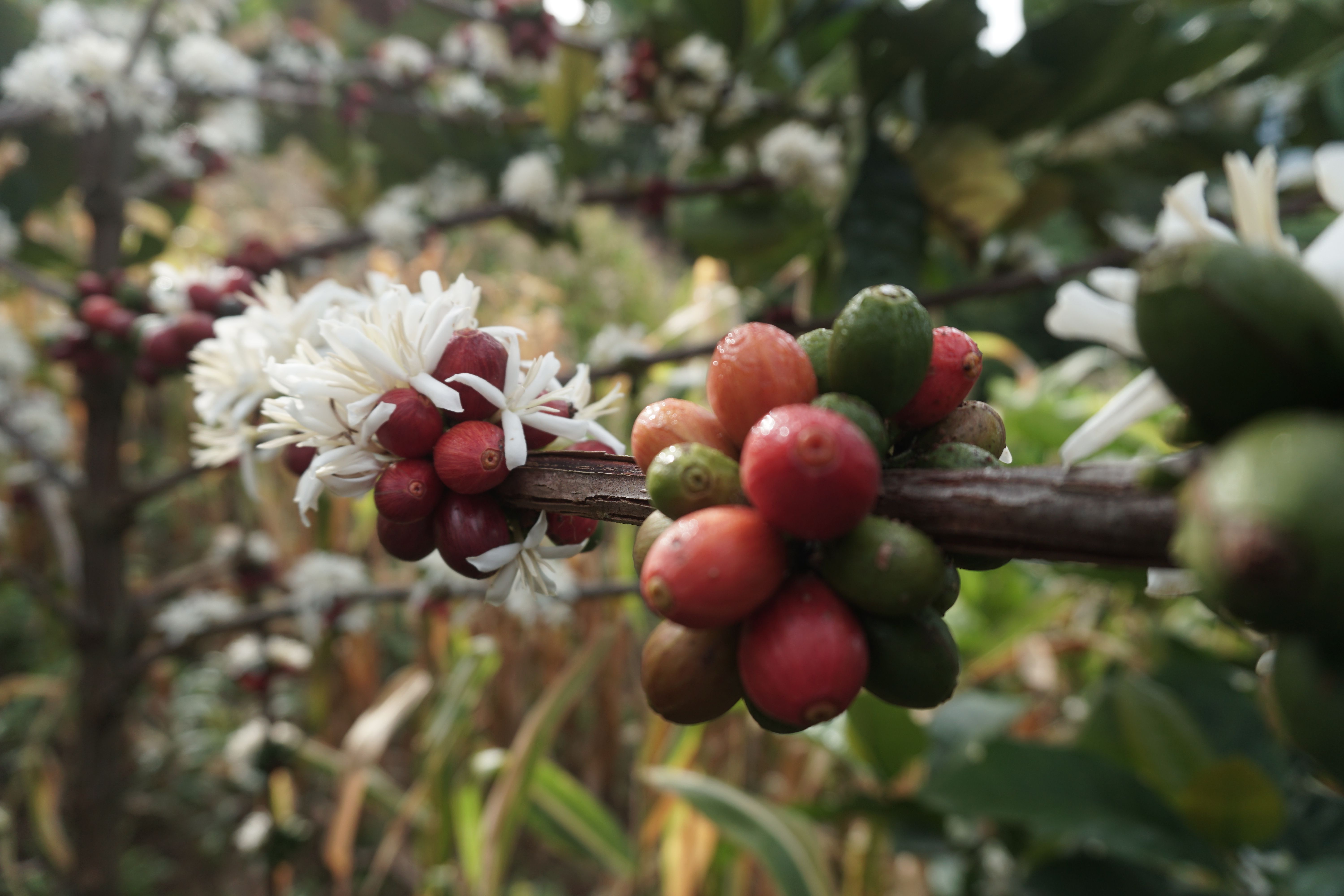 agroforestry indonesia
