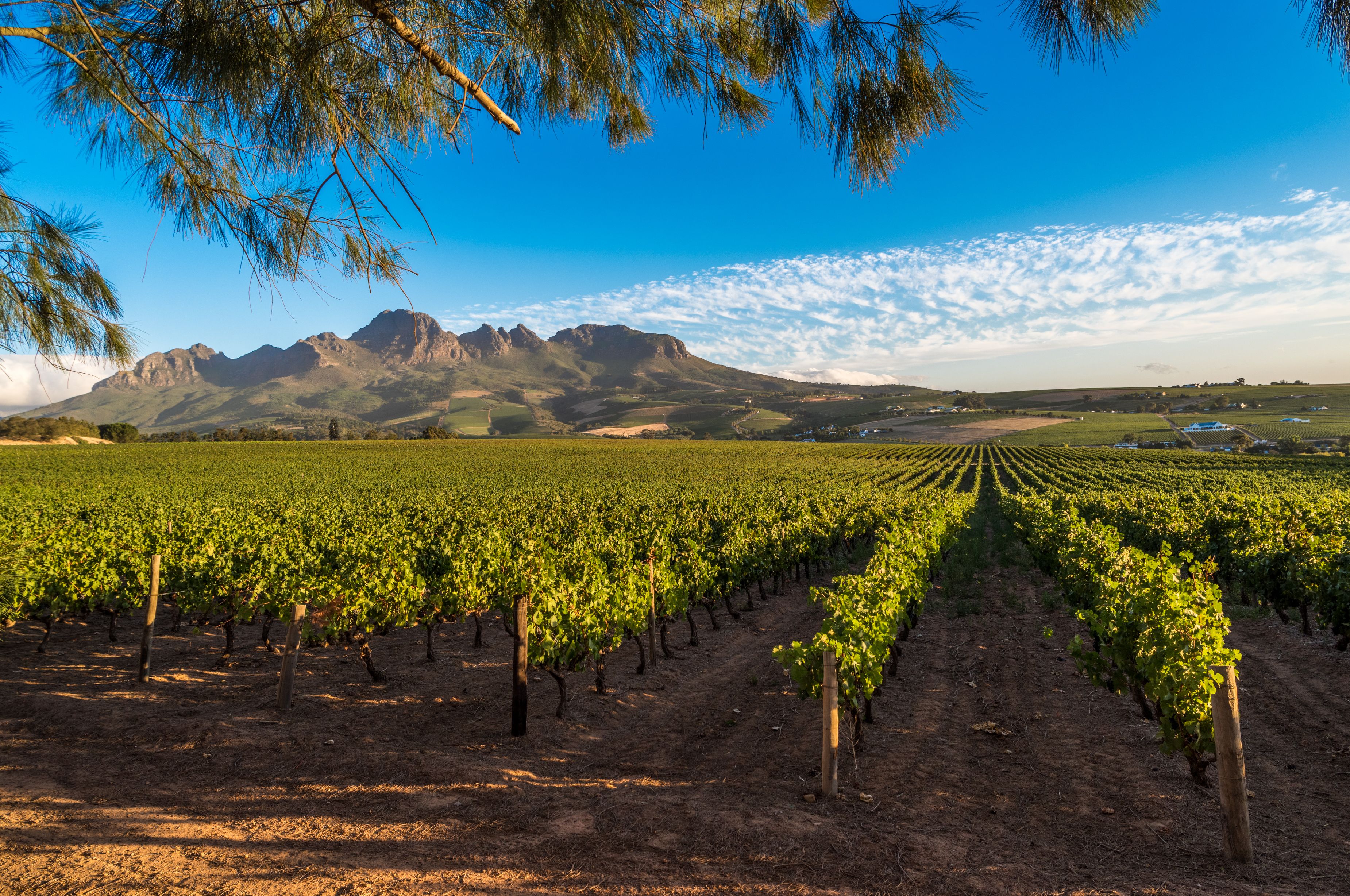 constantia wine