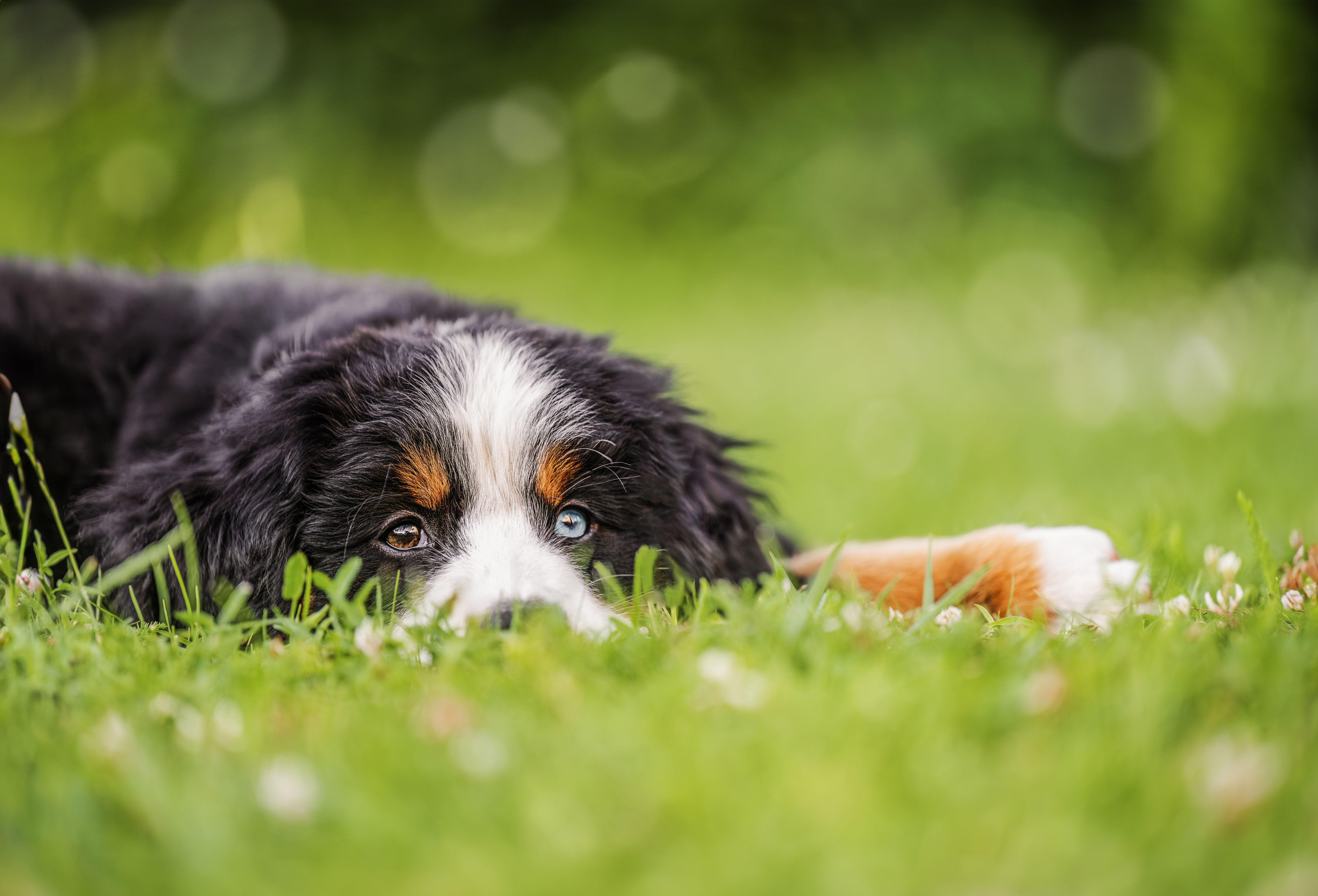 australian shepherd puppy