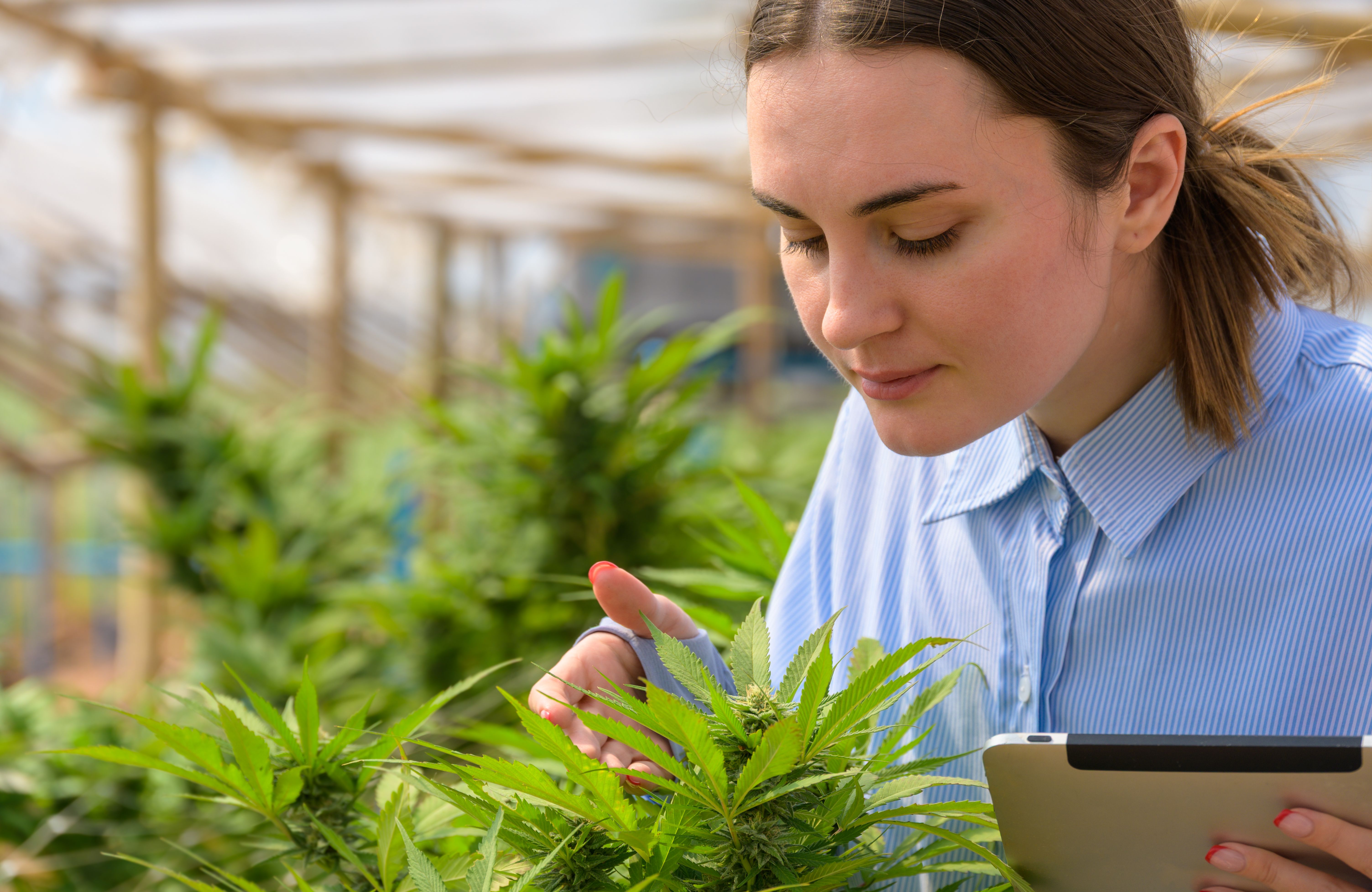 quality control herbs