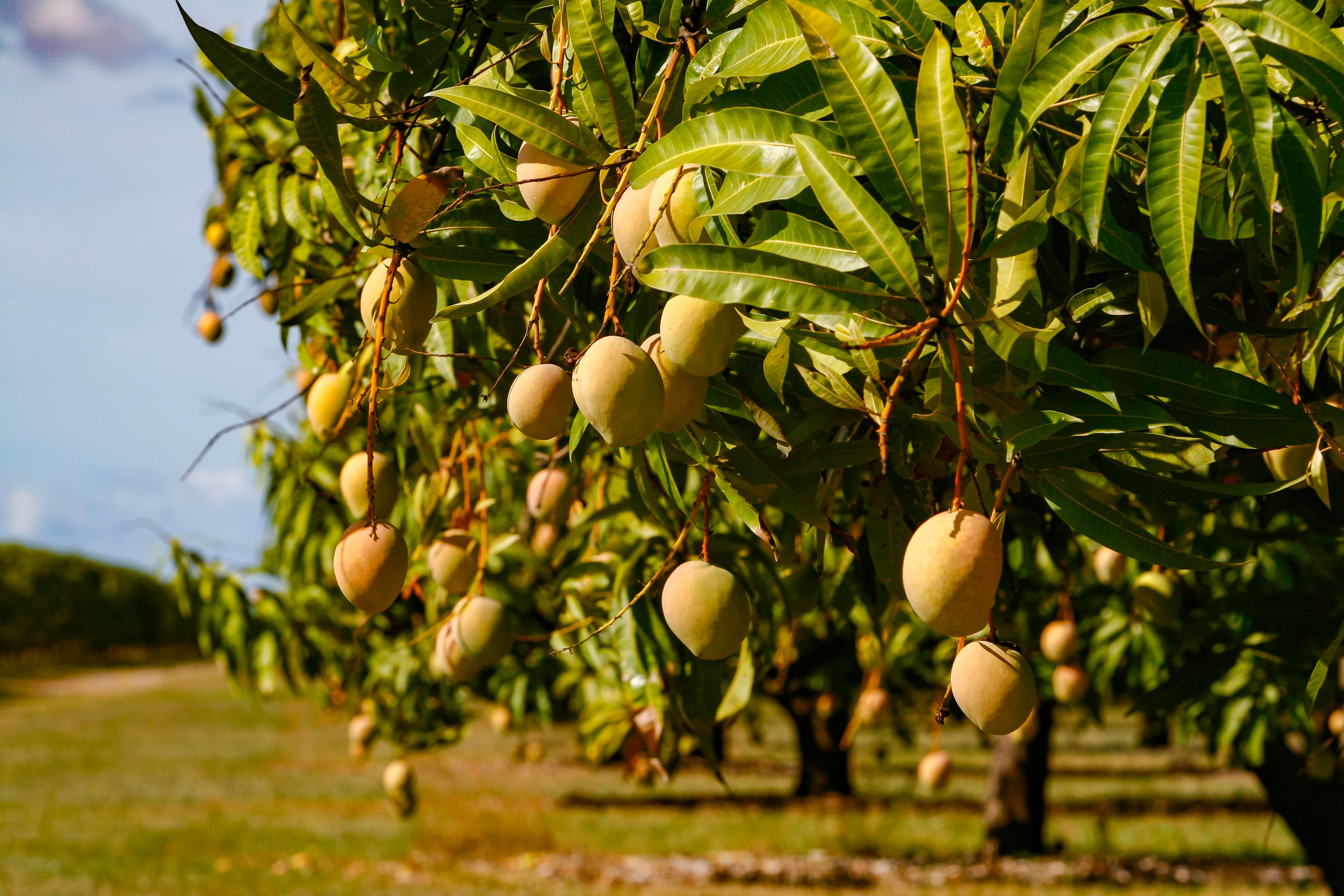 mango orchard