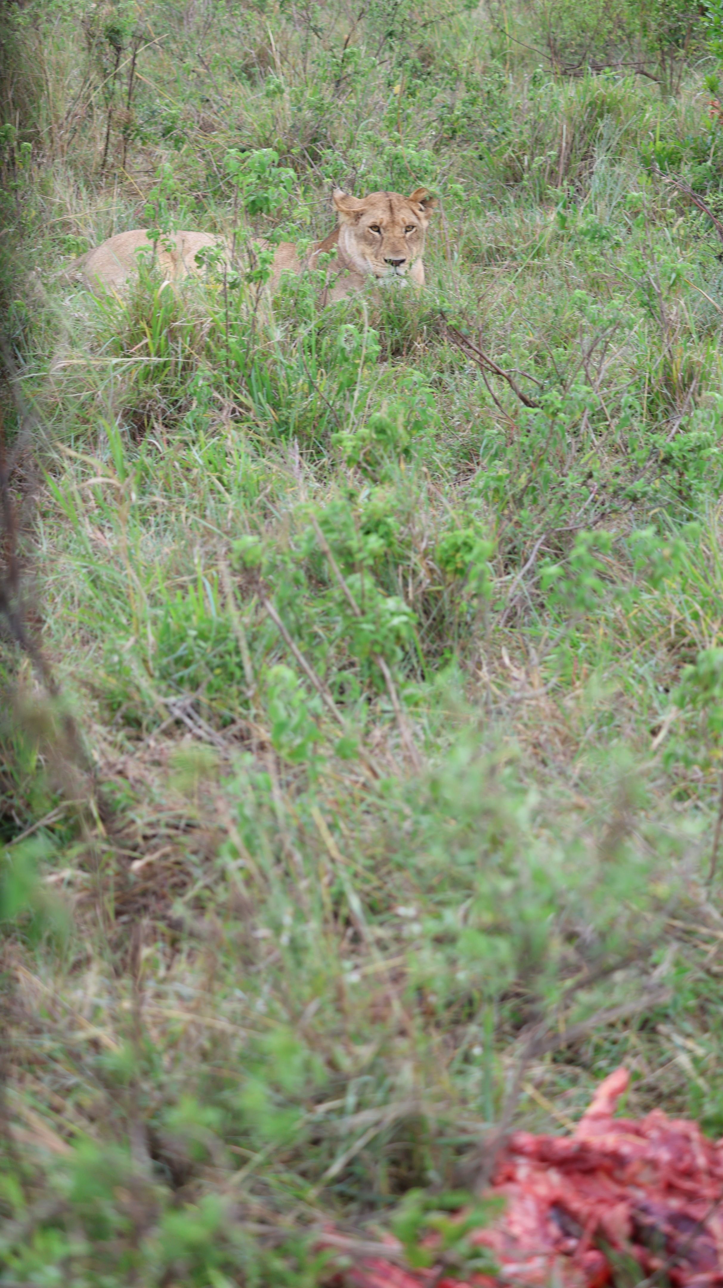 advanced wildlife management