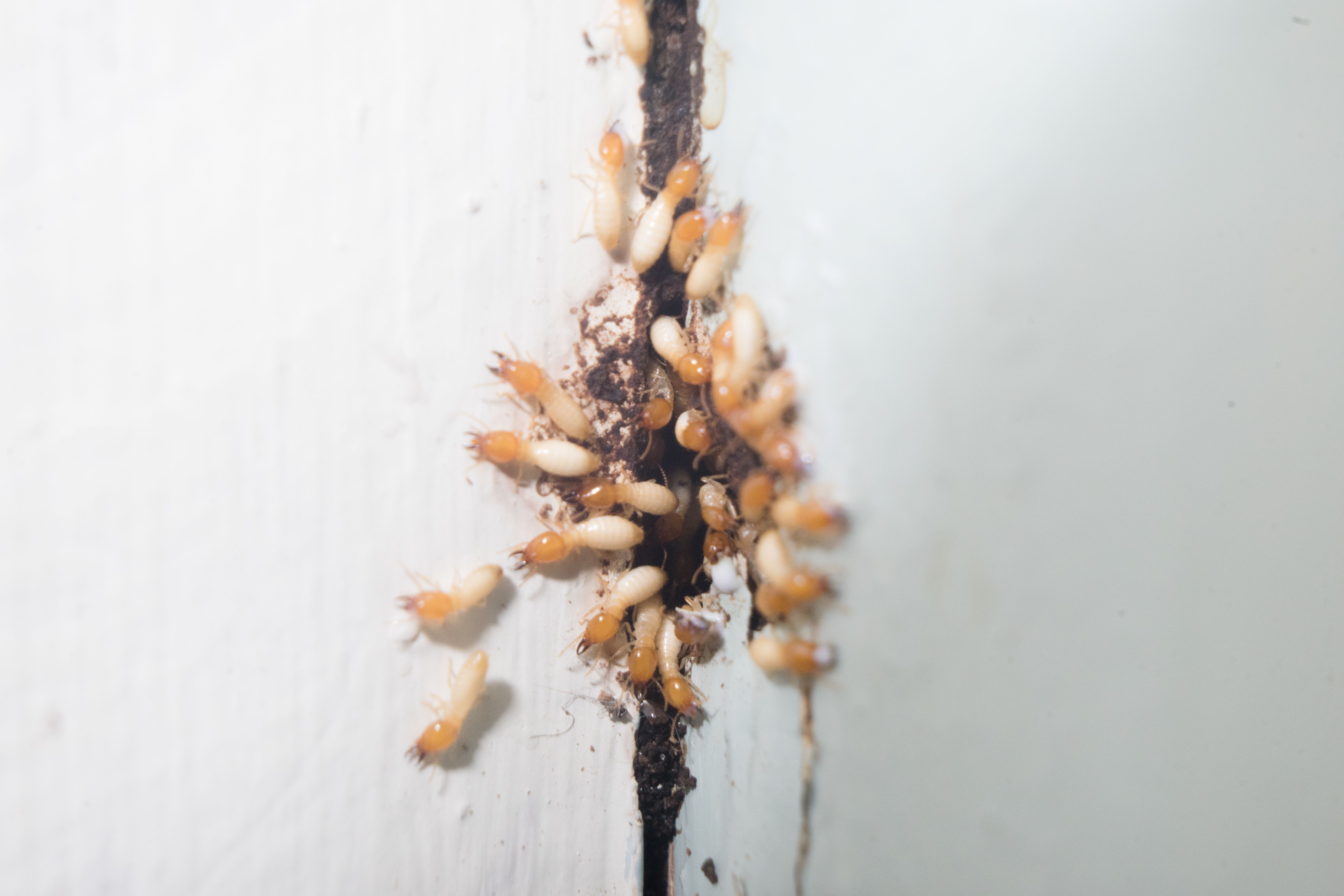 Termites group of insects coming out from hole wood house area
