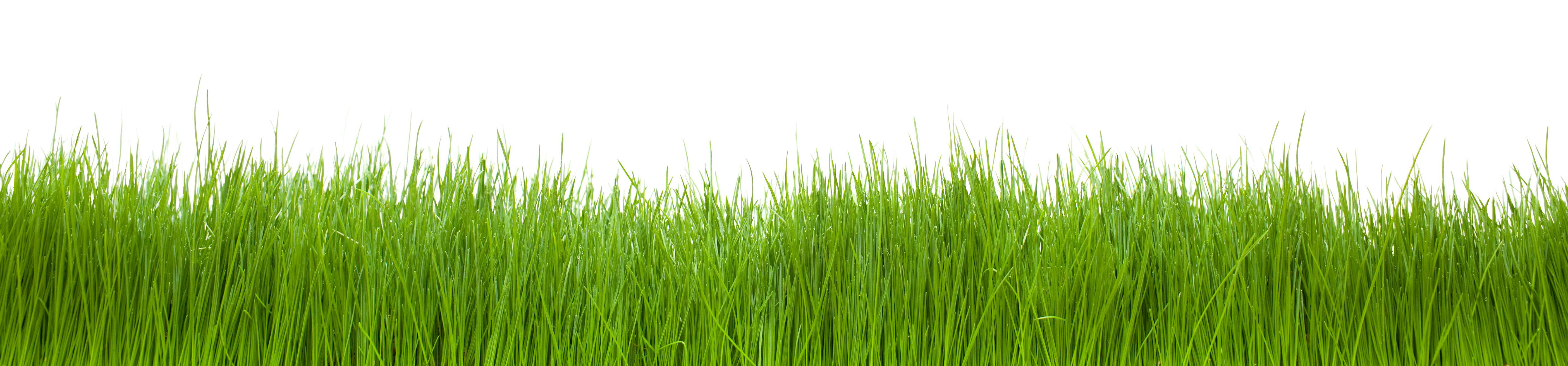fescue grass