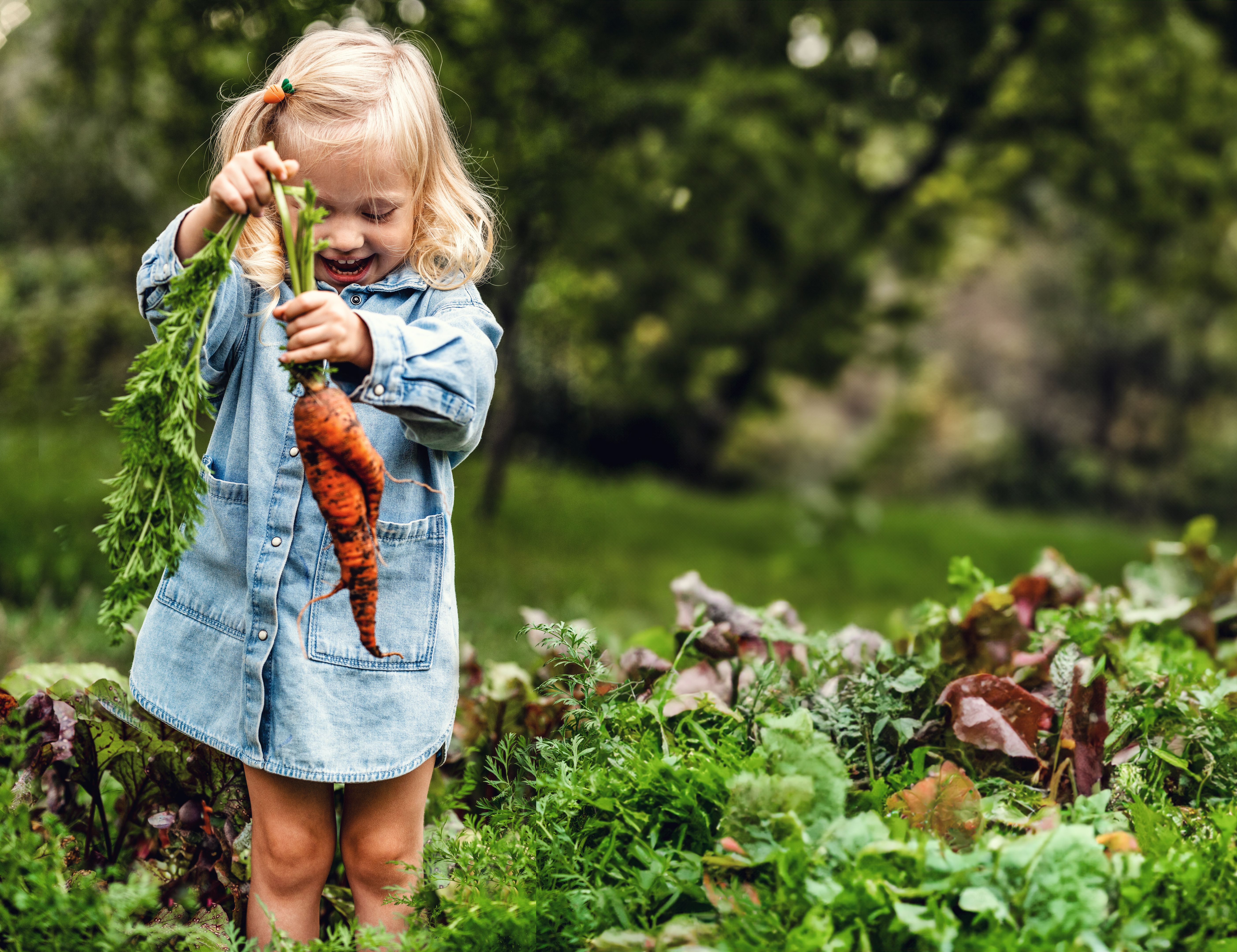 Adorable toddler smiling blonde girl in blue outfits holding carrots in domestic garden. Adorable toddler smiling blonde girl in blue outfits holding carrots in domestic garden.