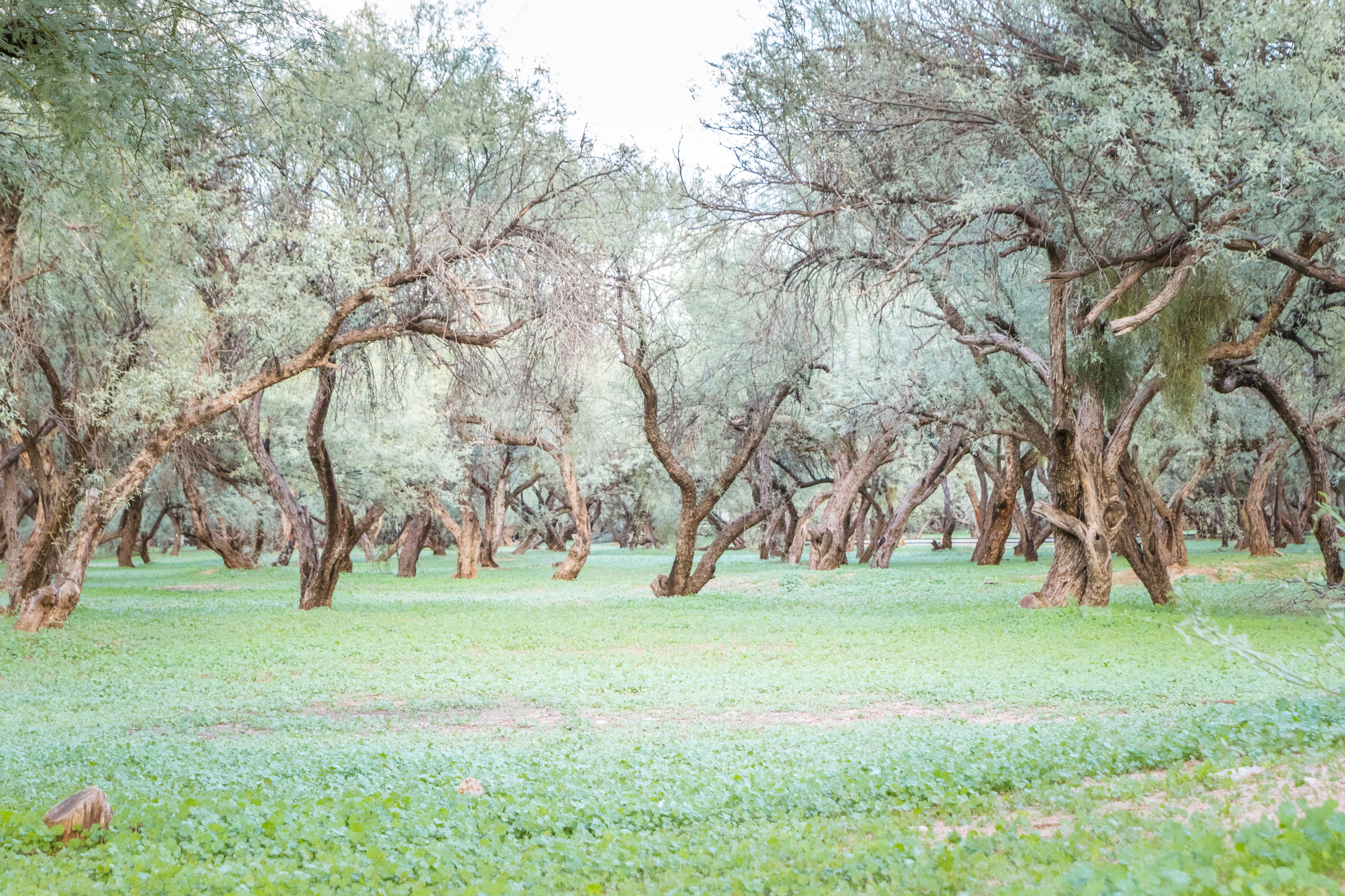 arizona olive orchard