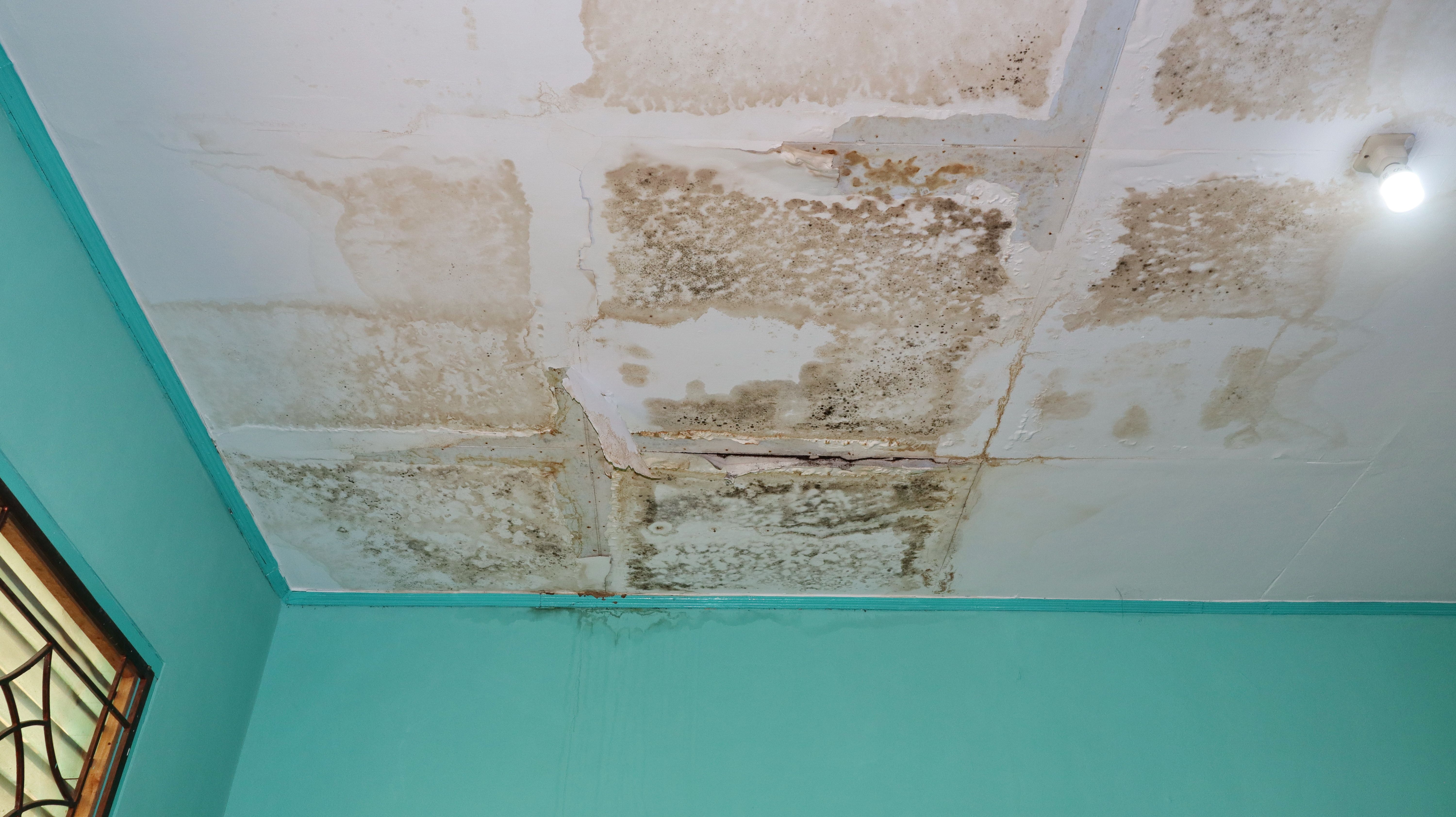 Mold and water damage on ceiling caused by roof leakage in a house