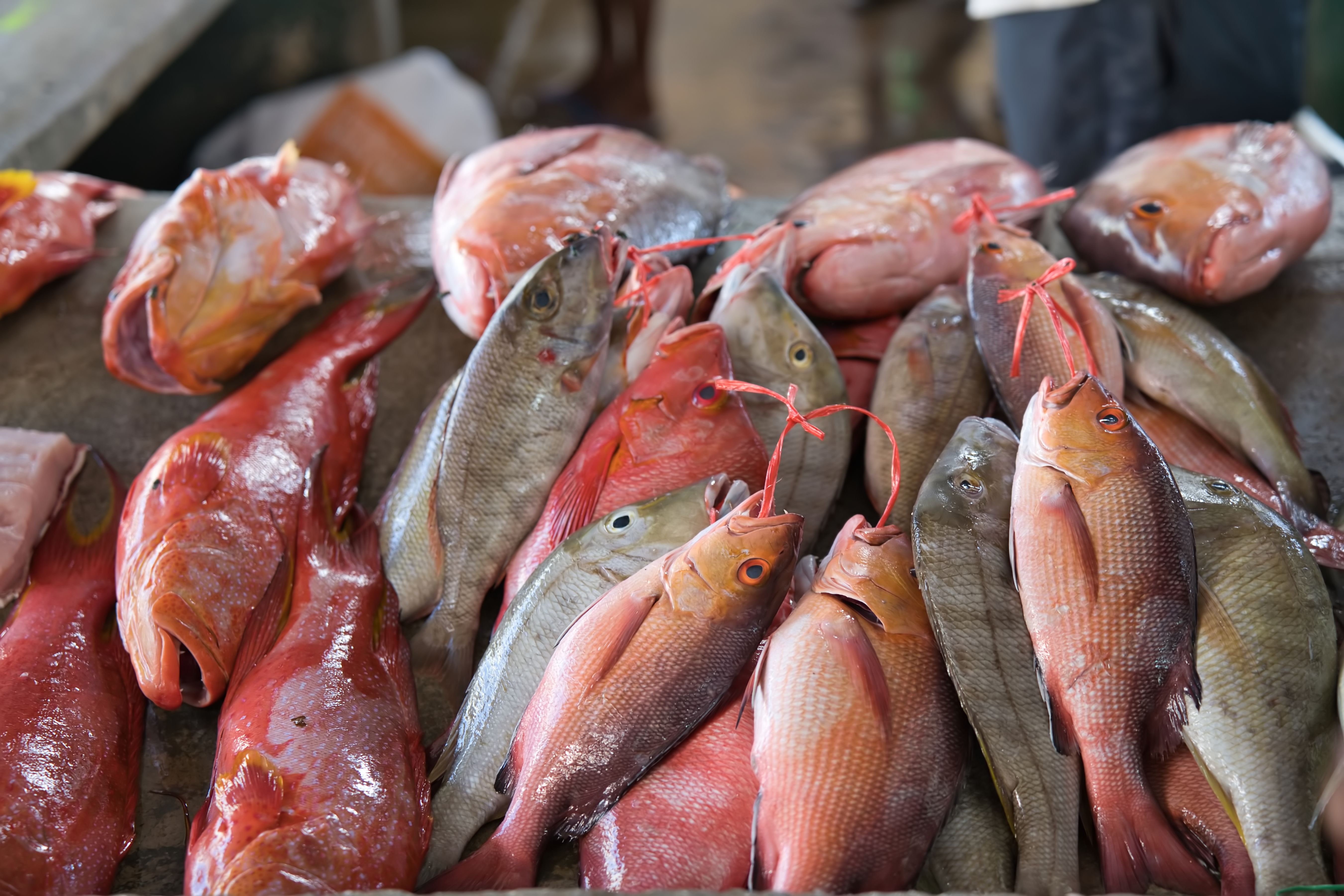 Variety of fishes at the market