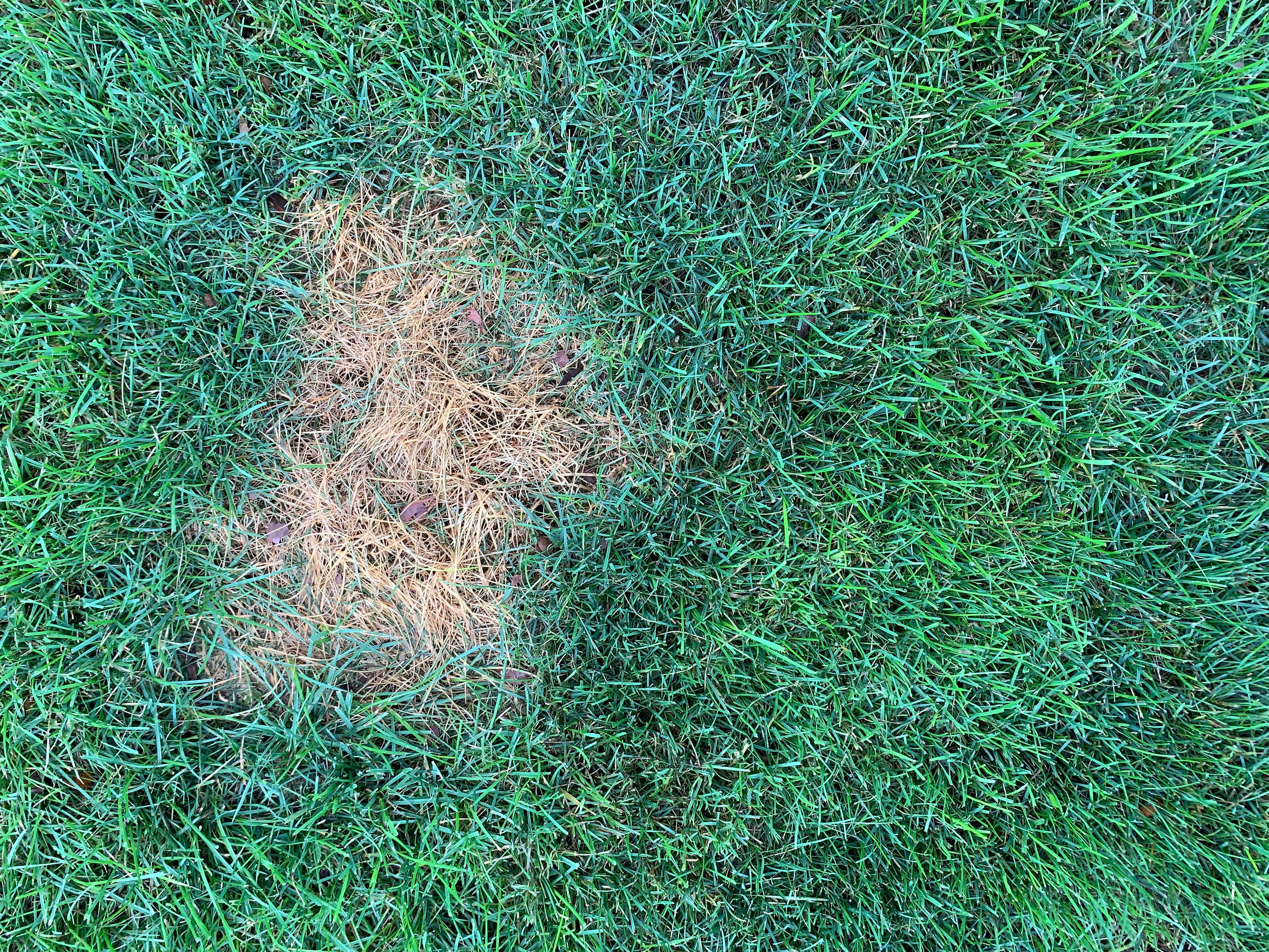 fungal disease lawn