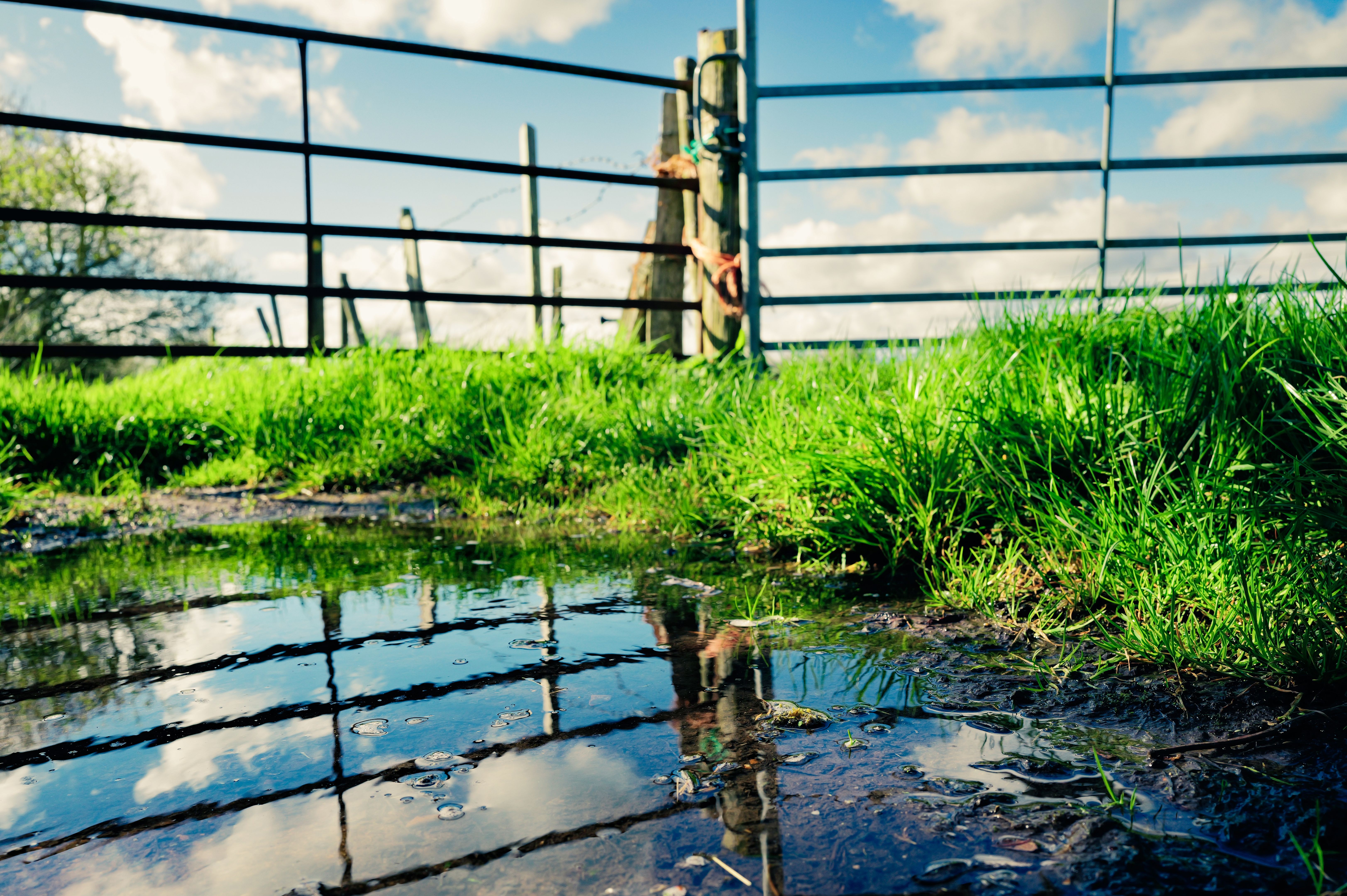rainy fence