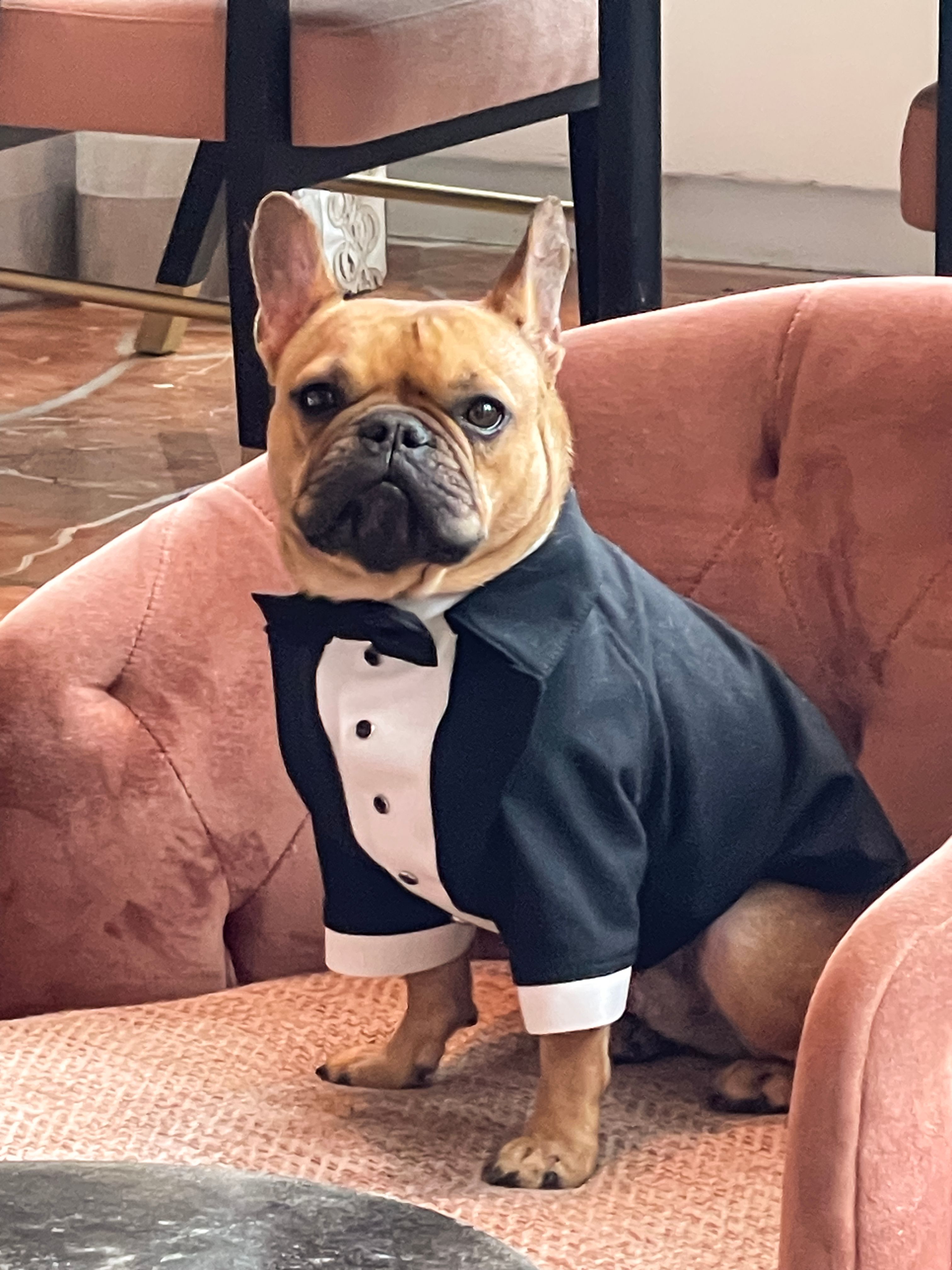 French bulldog wears custom made tuxedo while sitting in chair