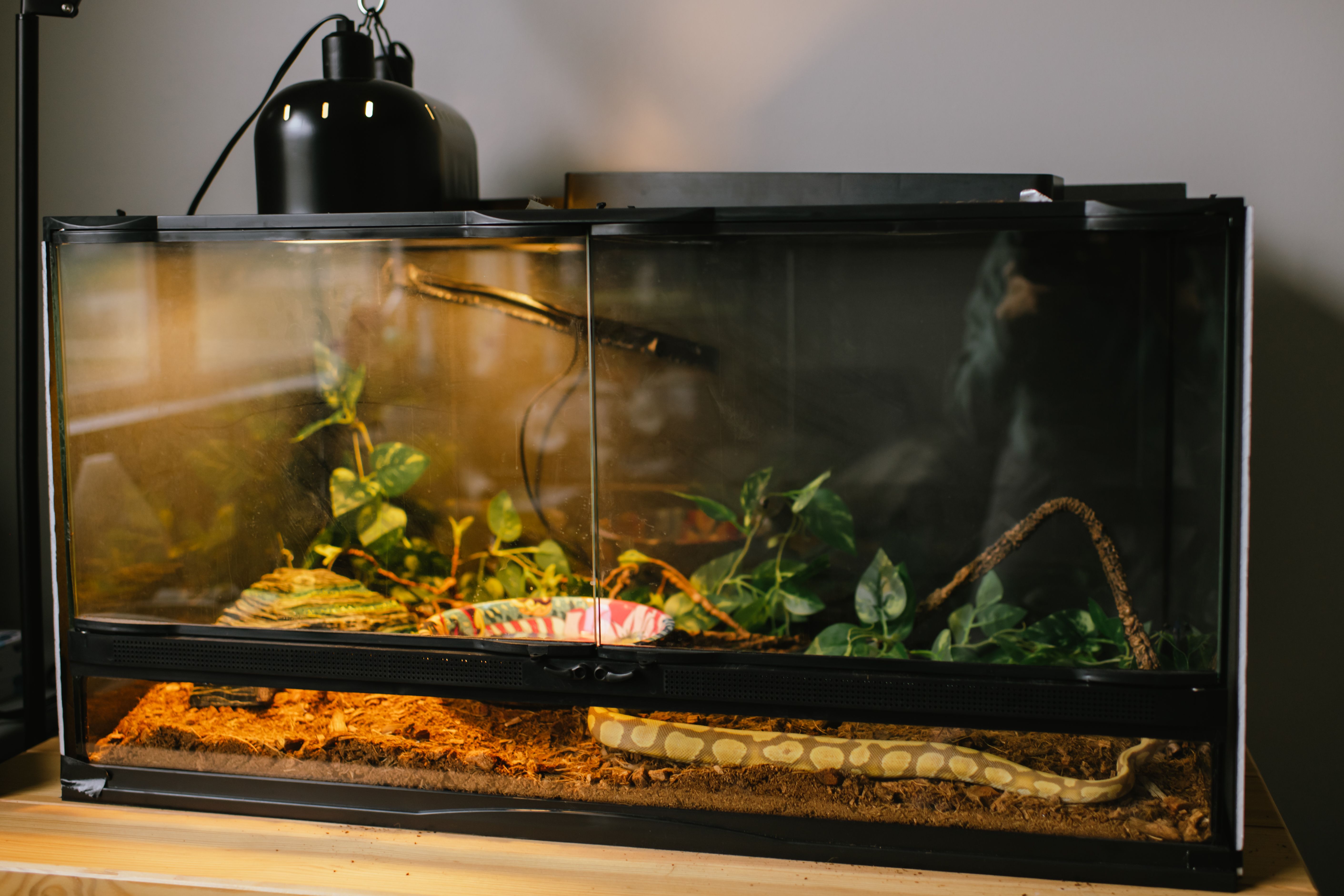 reptile supplies