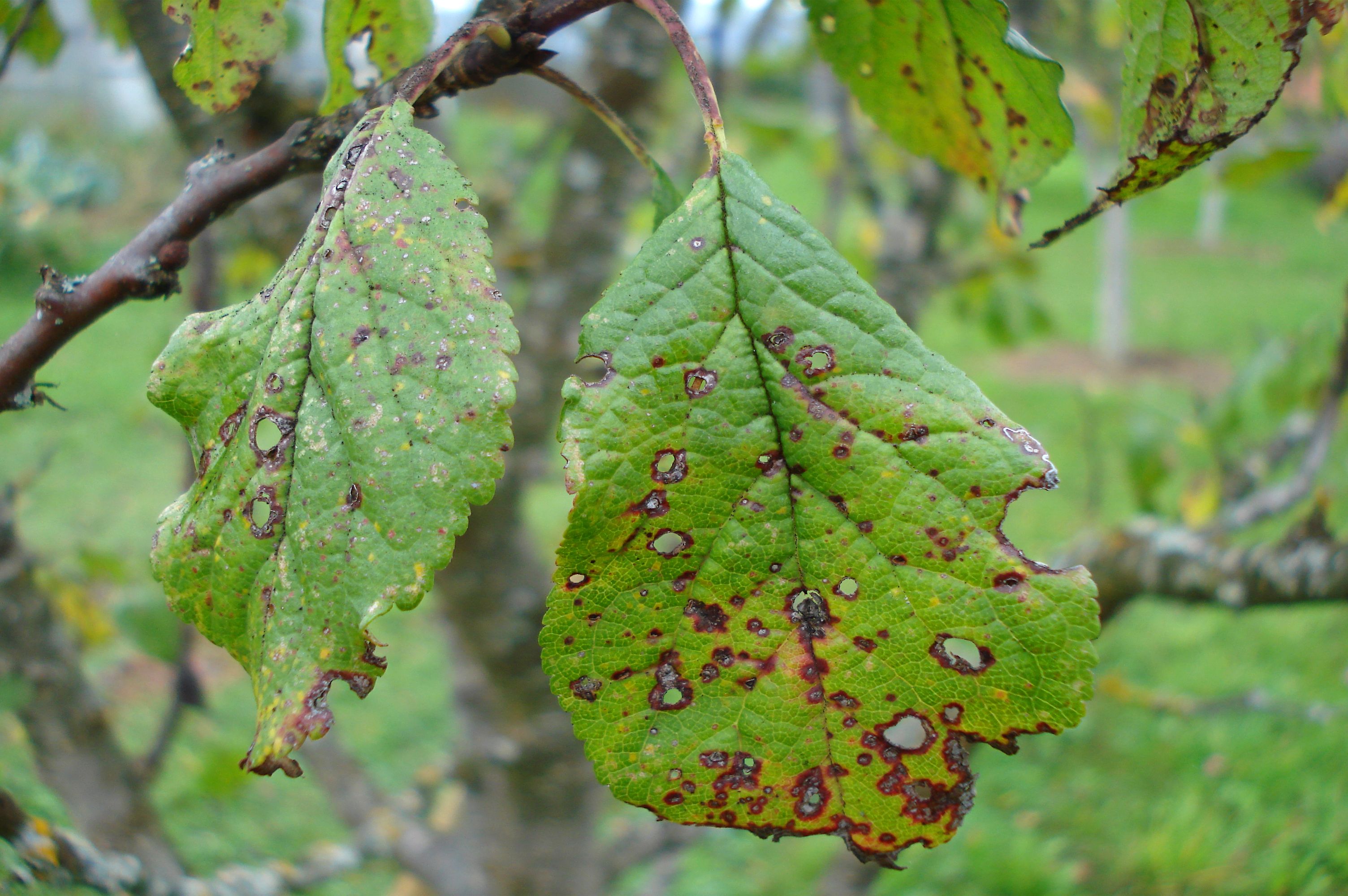 Plum rust disease on a leaves in the orchard