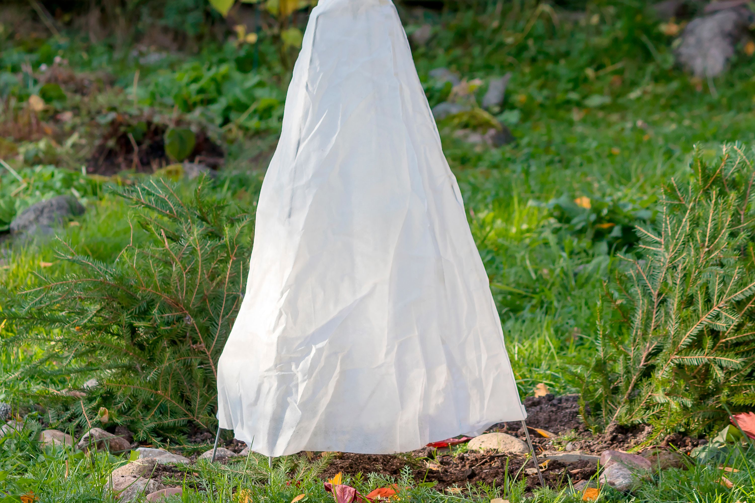 frost protection plants