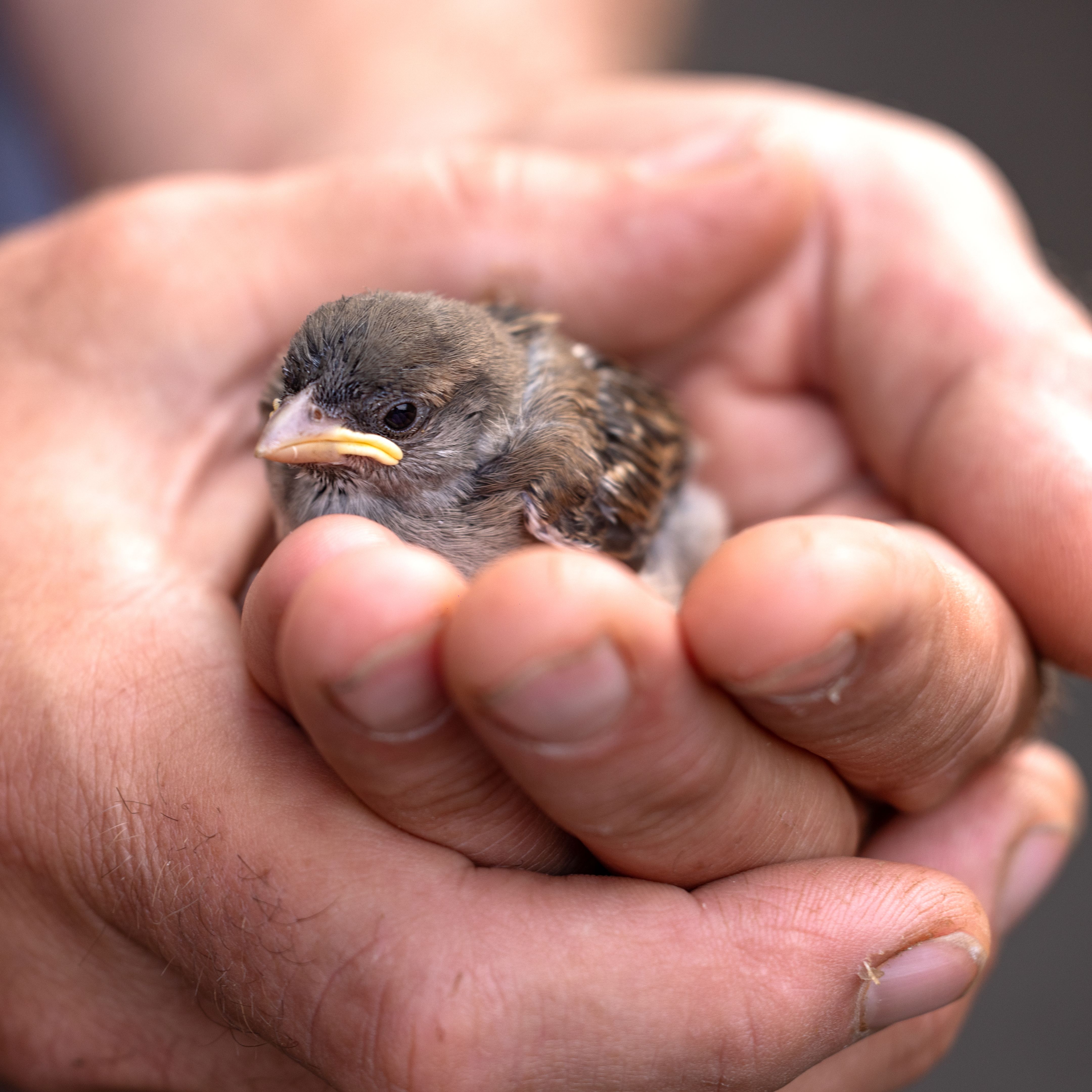 avian collision prevention