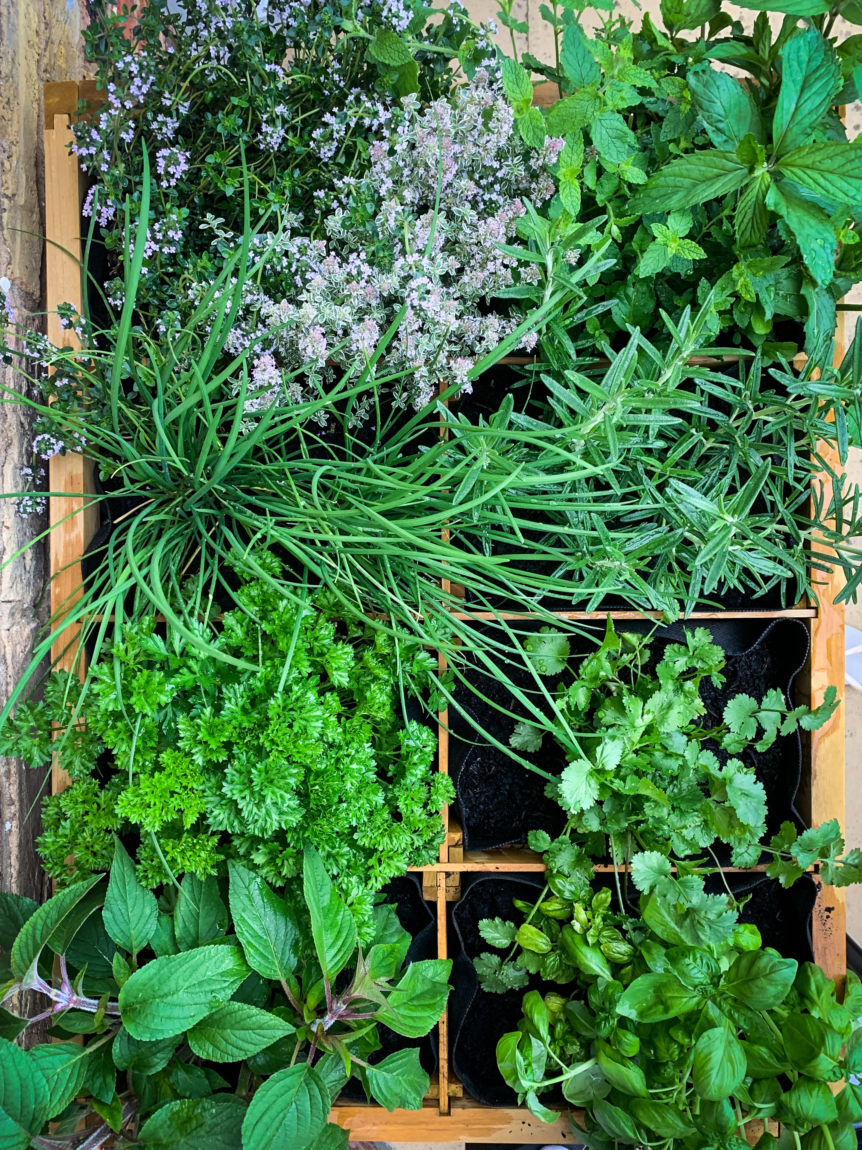 Overhead view of raised bed herb garden