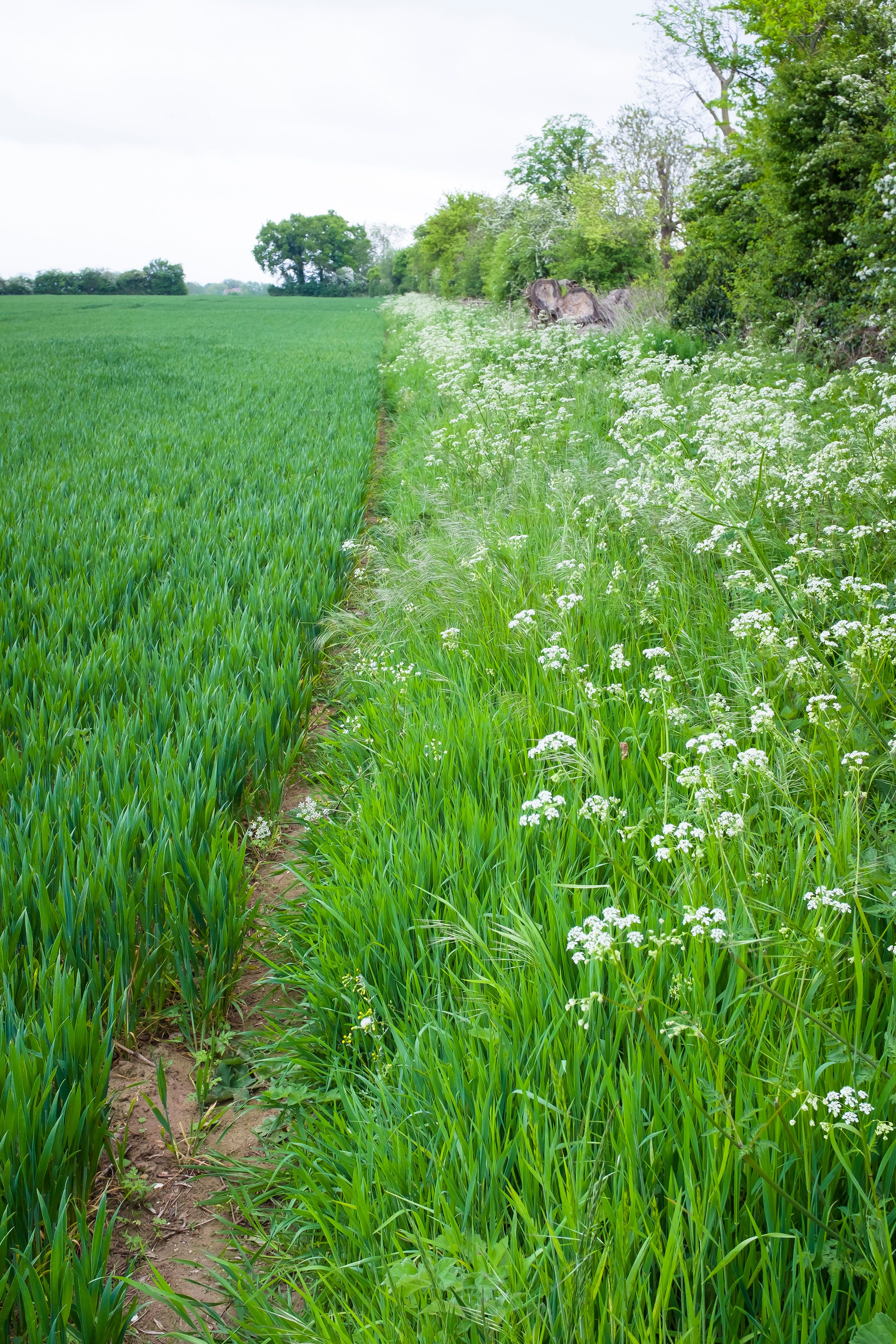 Wild flowers growing in grass field margin, UK farm Wild flowers growing in grass field margin, UK farm