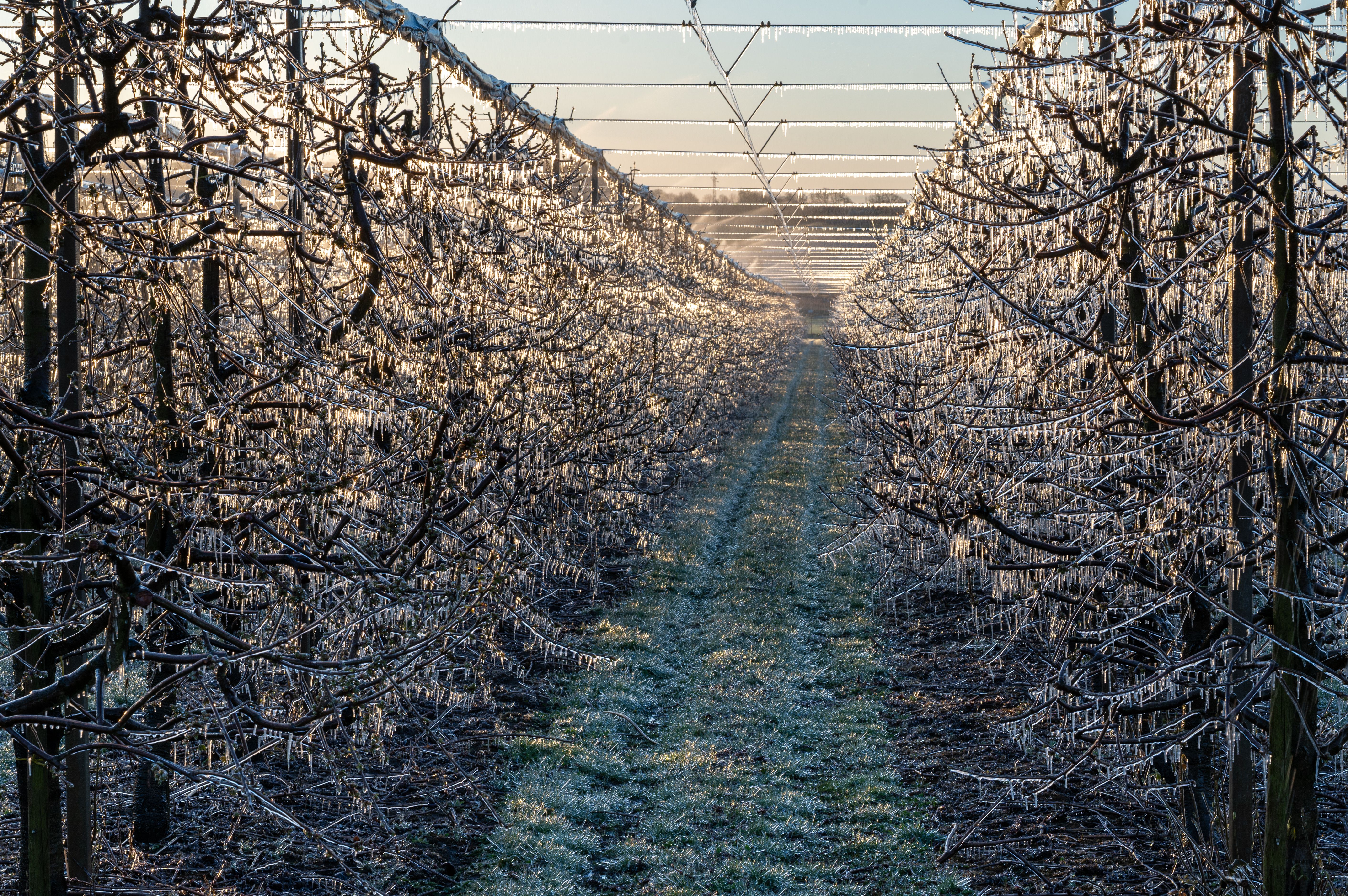 winter orchard protection