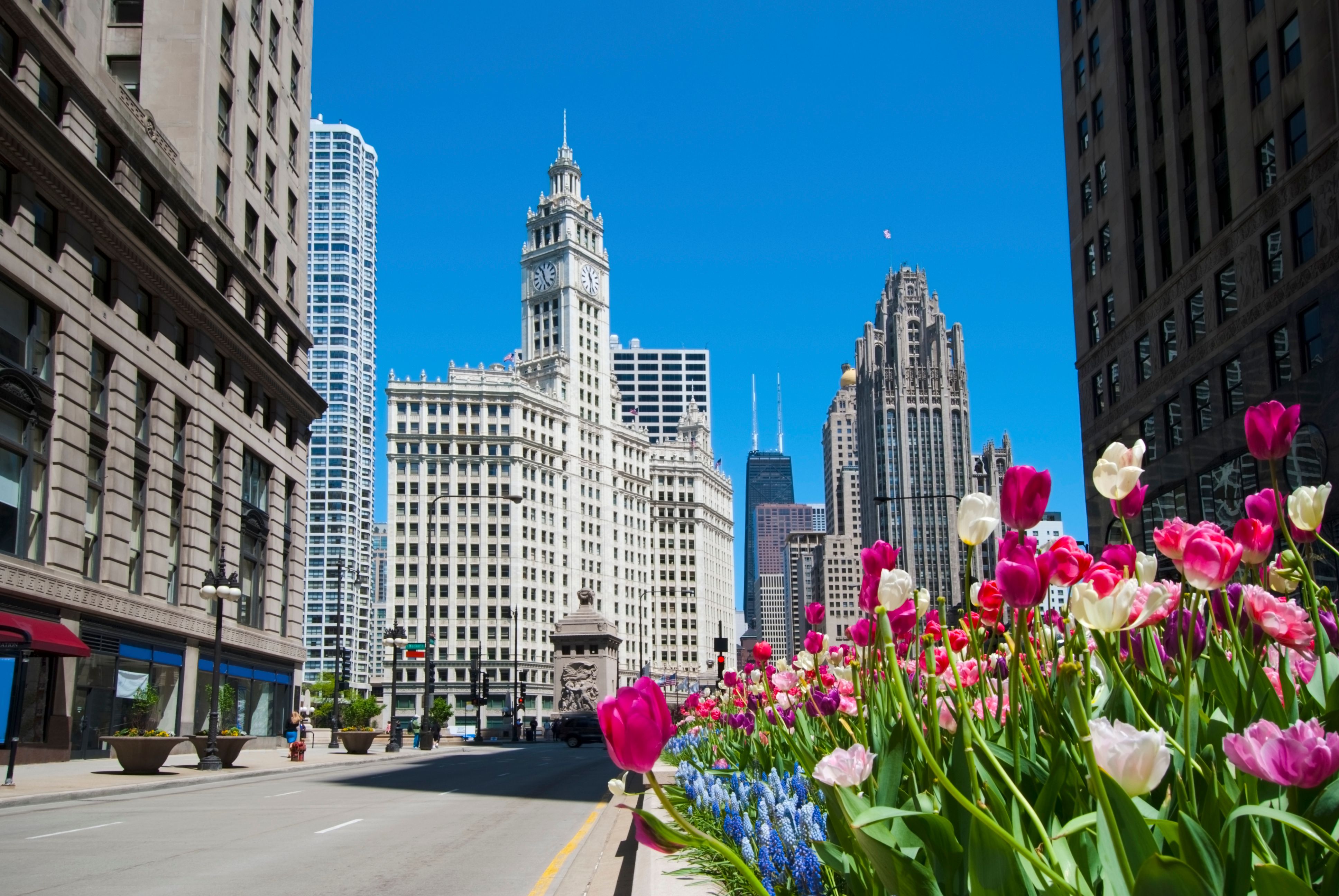chicago spring flowers