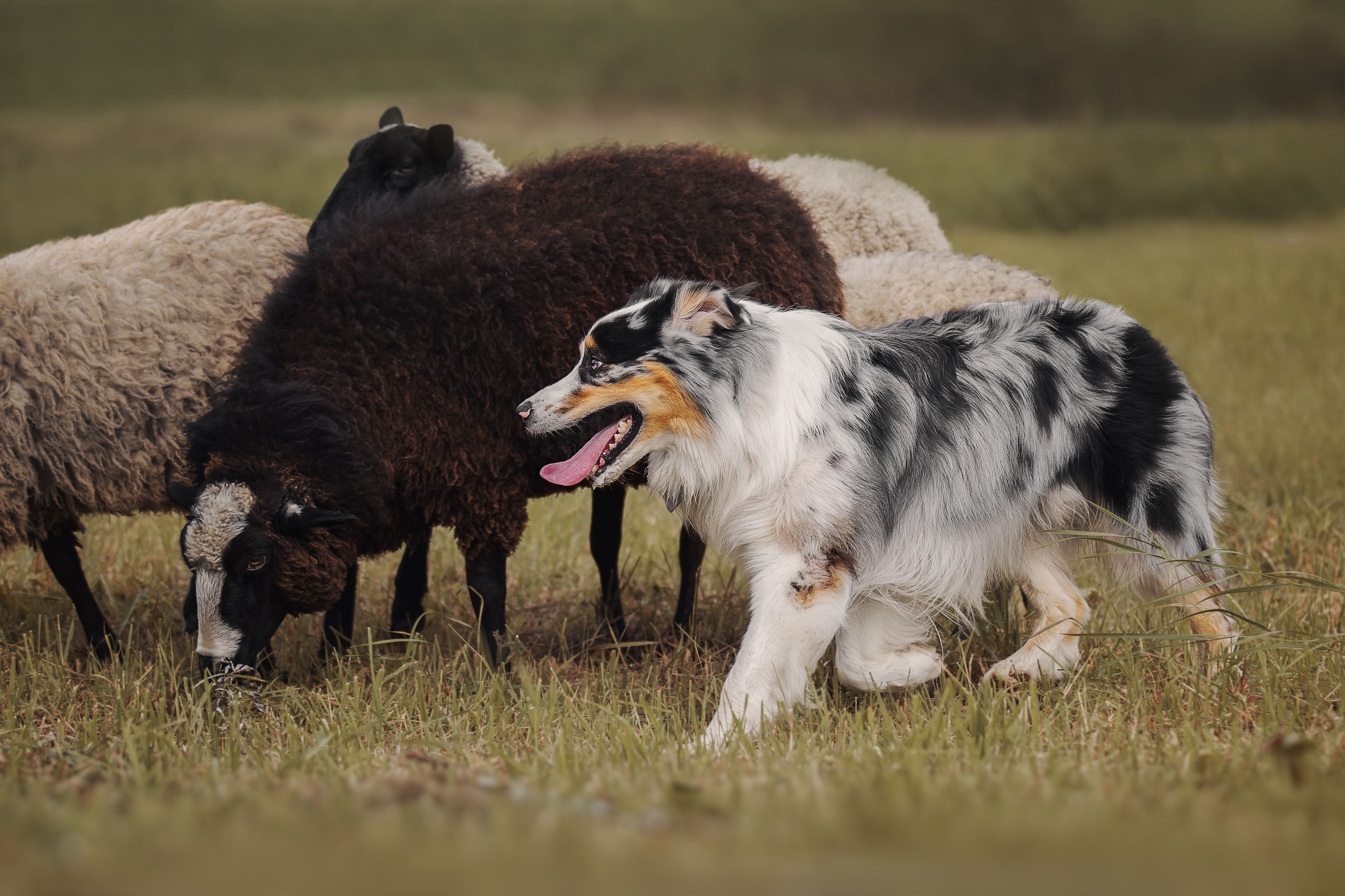 australian shepherd herding