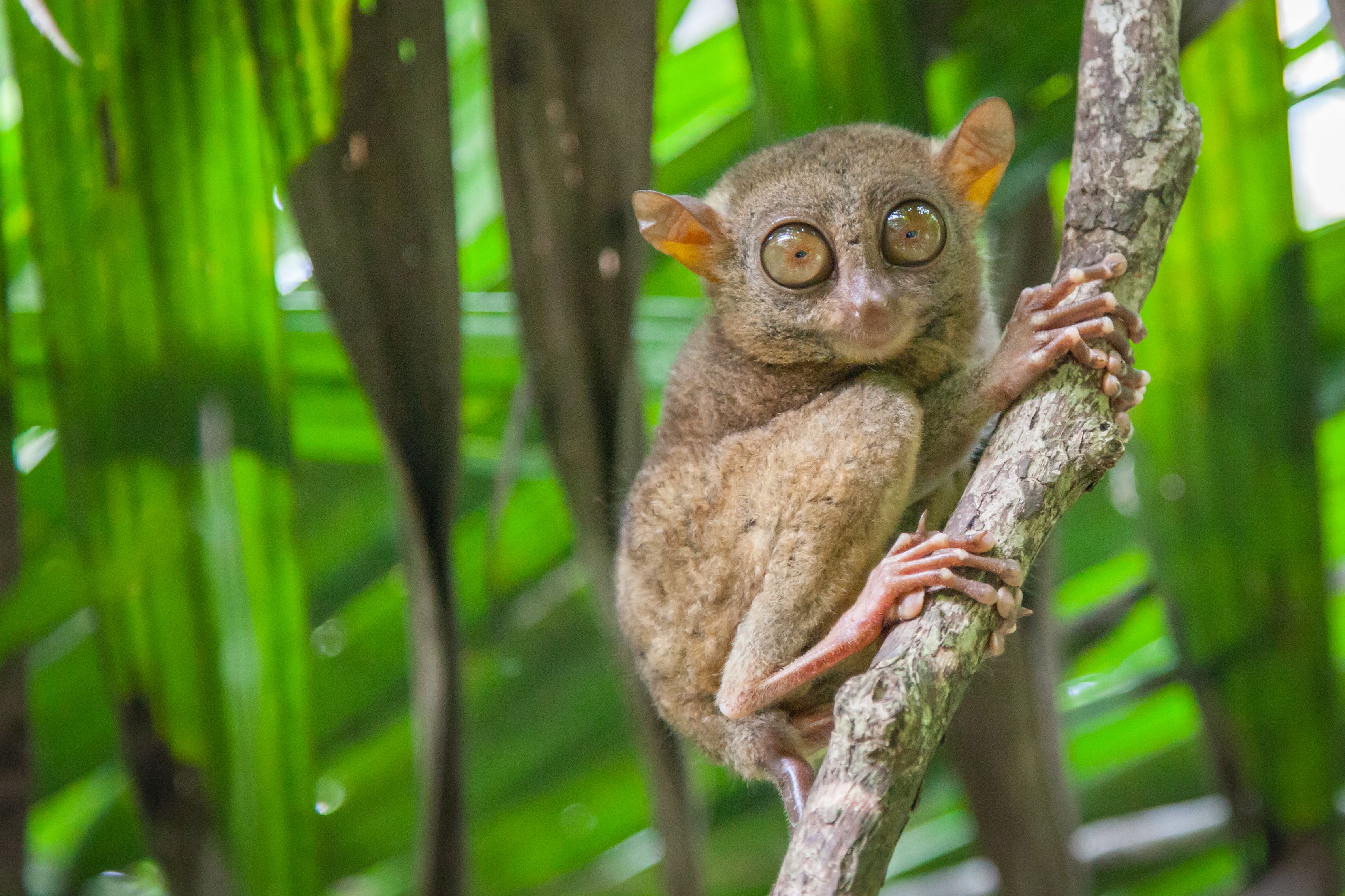 bohol tarsier
