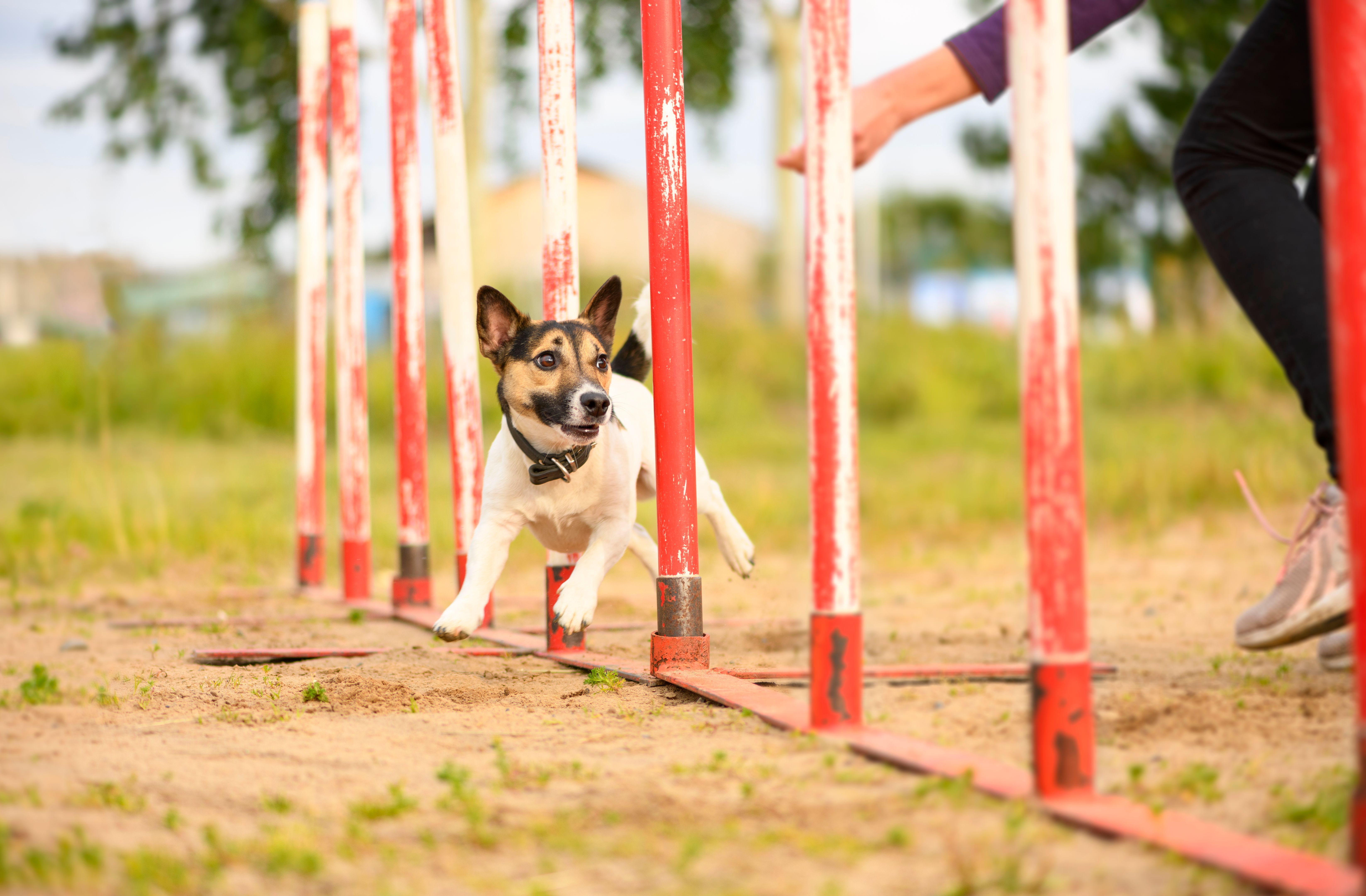 The Jack Russell Terrier is overcoming the slalom.