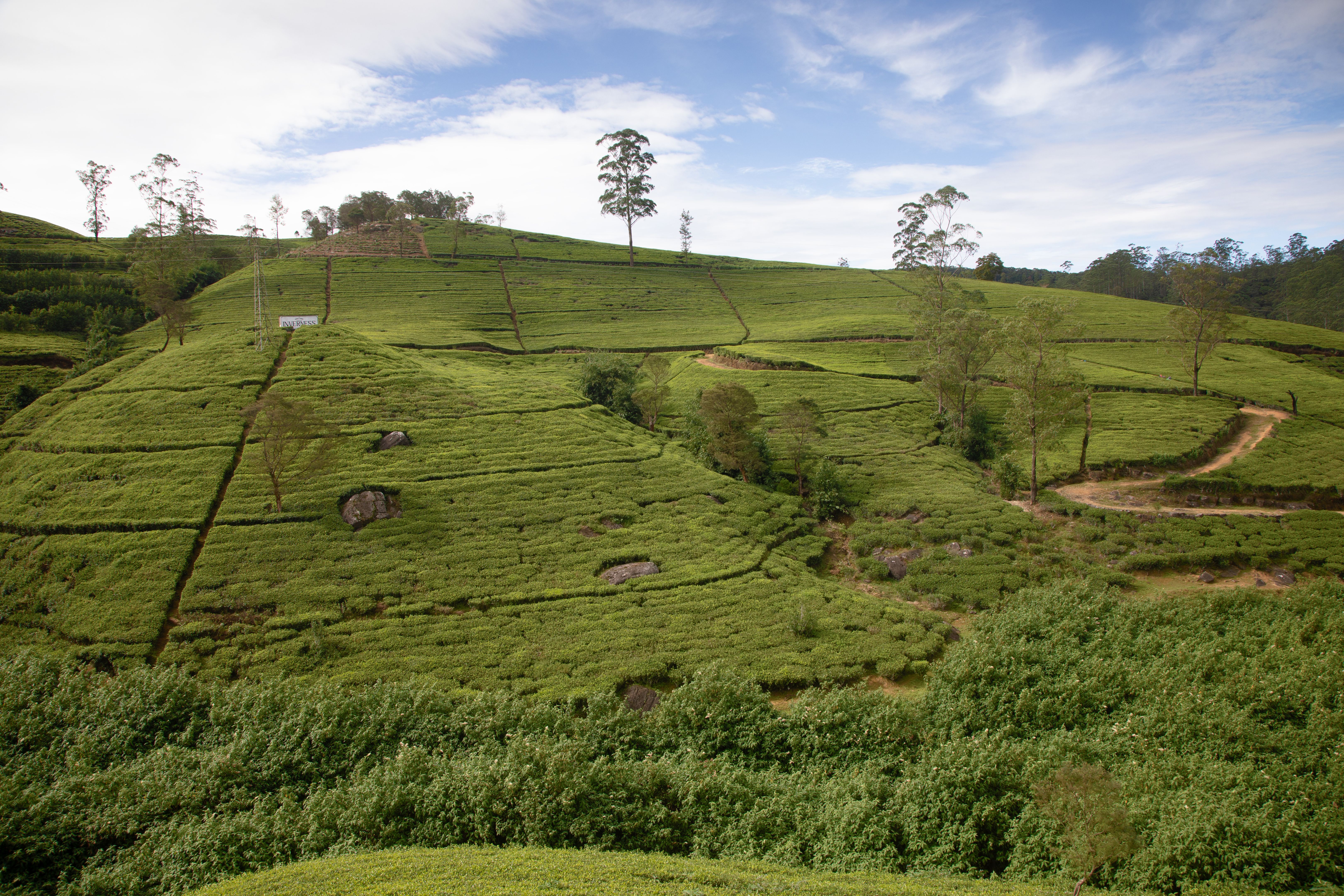 sri lanka tea plantation