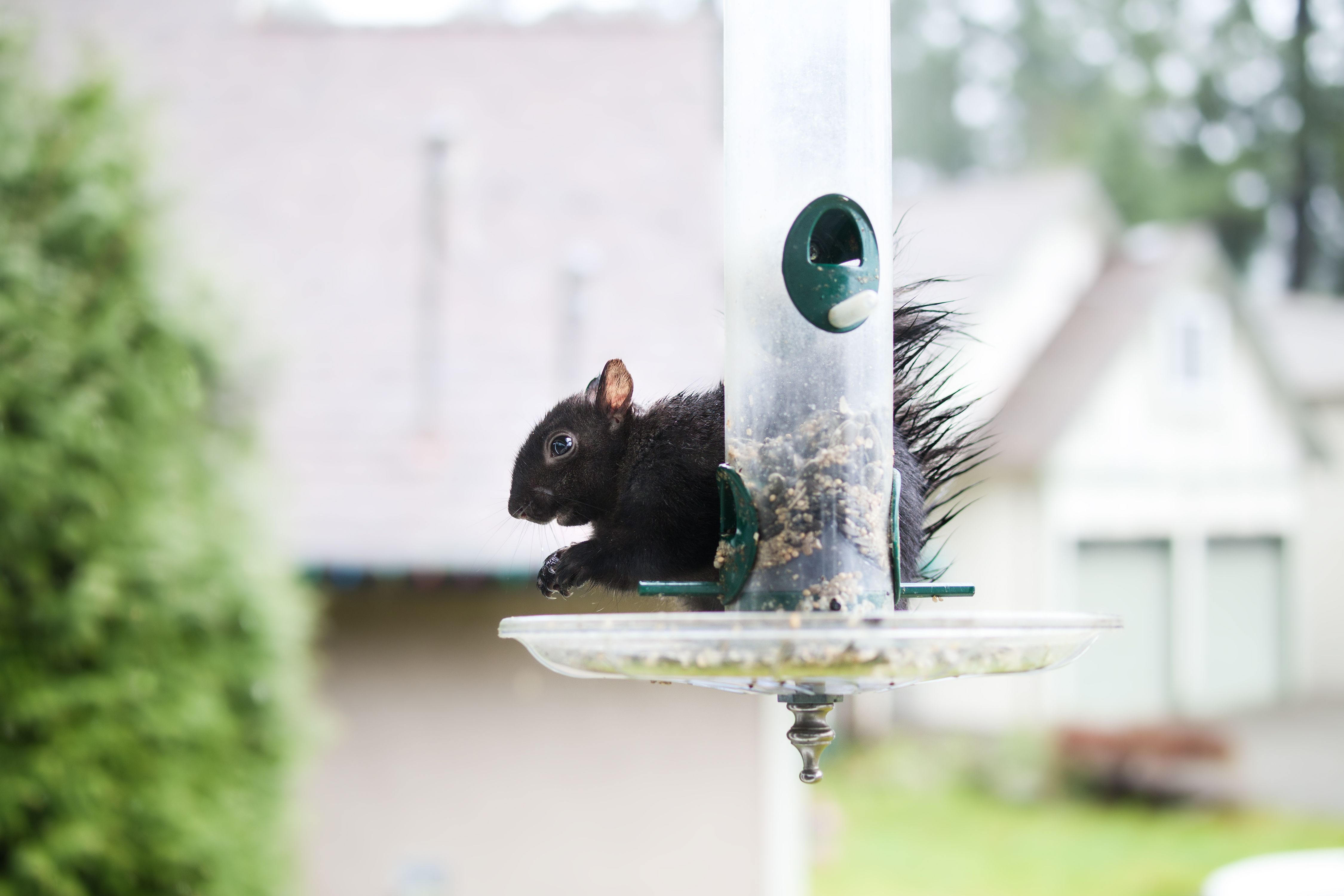 home wildlife prevention