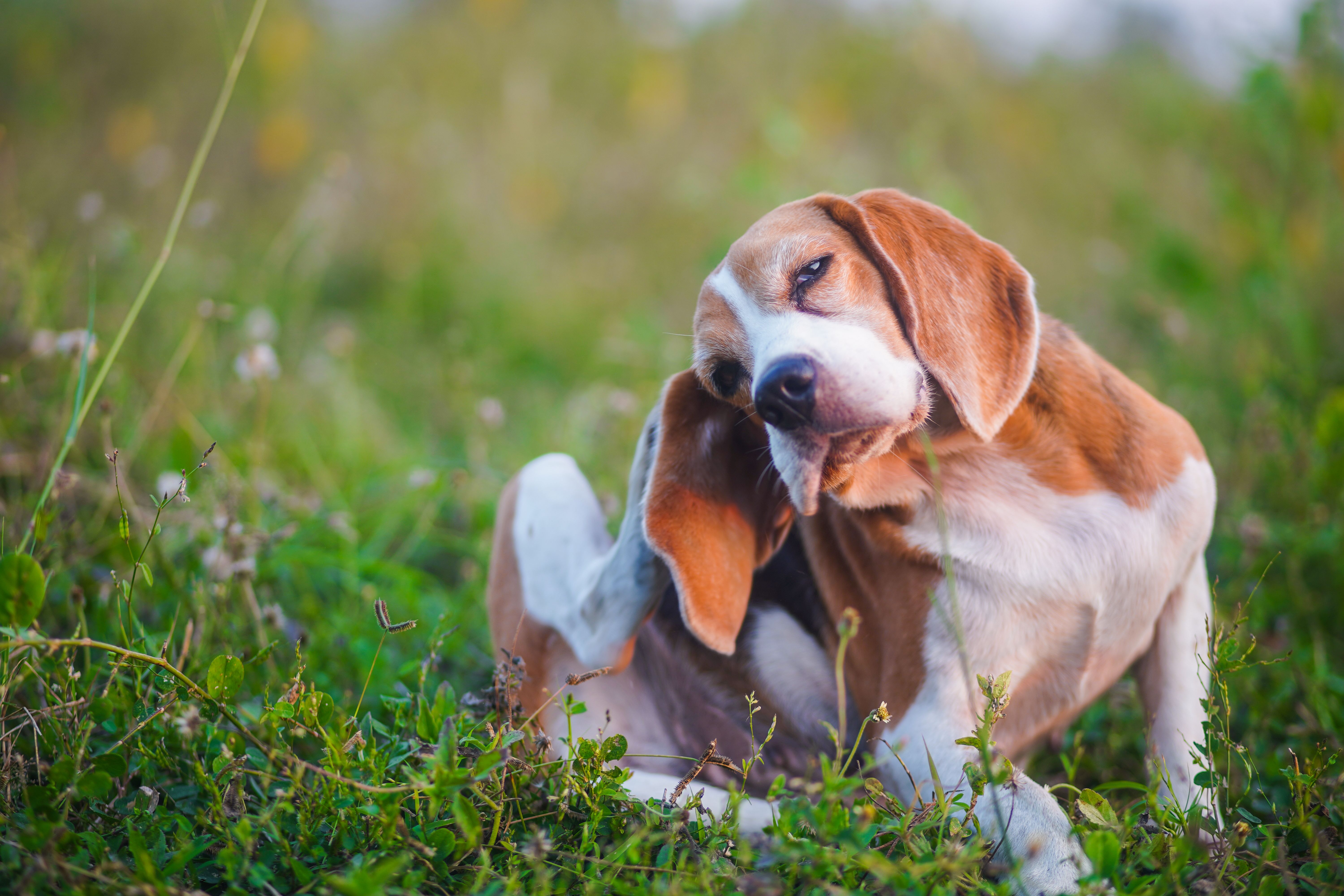 pet allergy