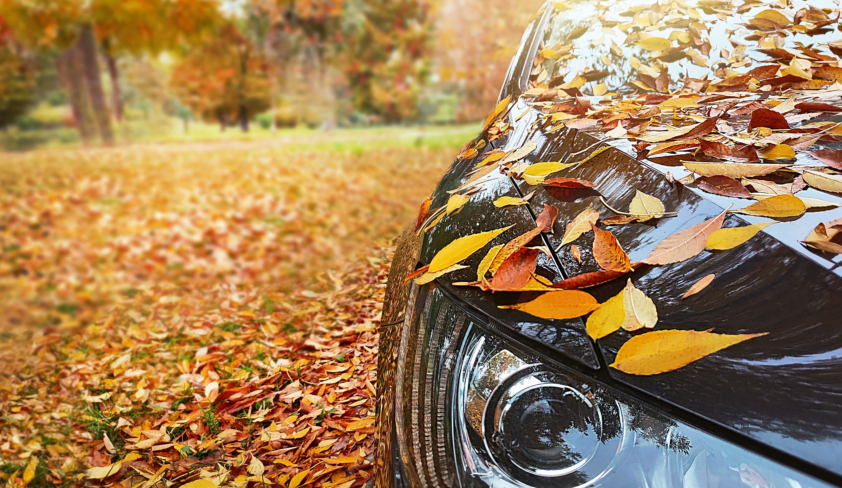 autumn car wrap