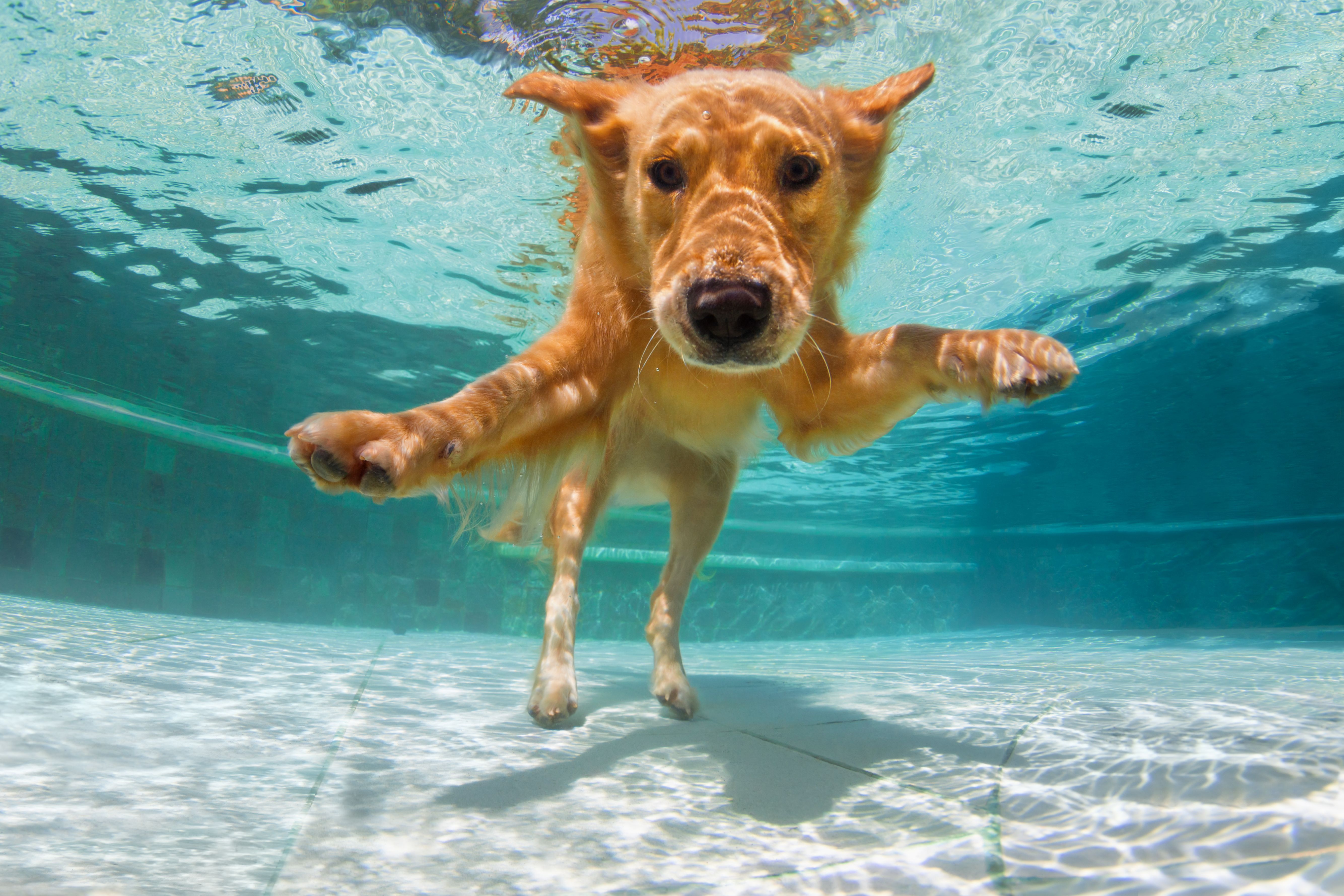 dog swimming