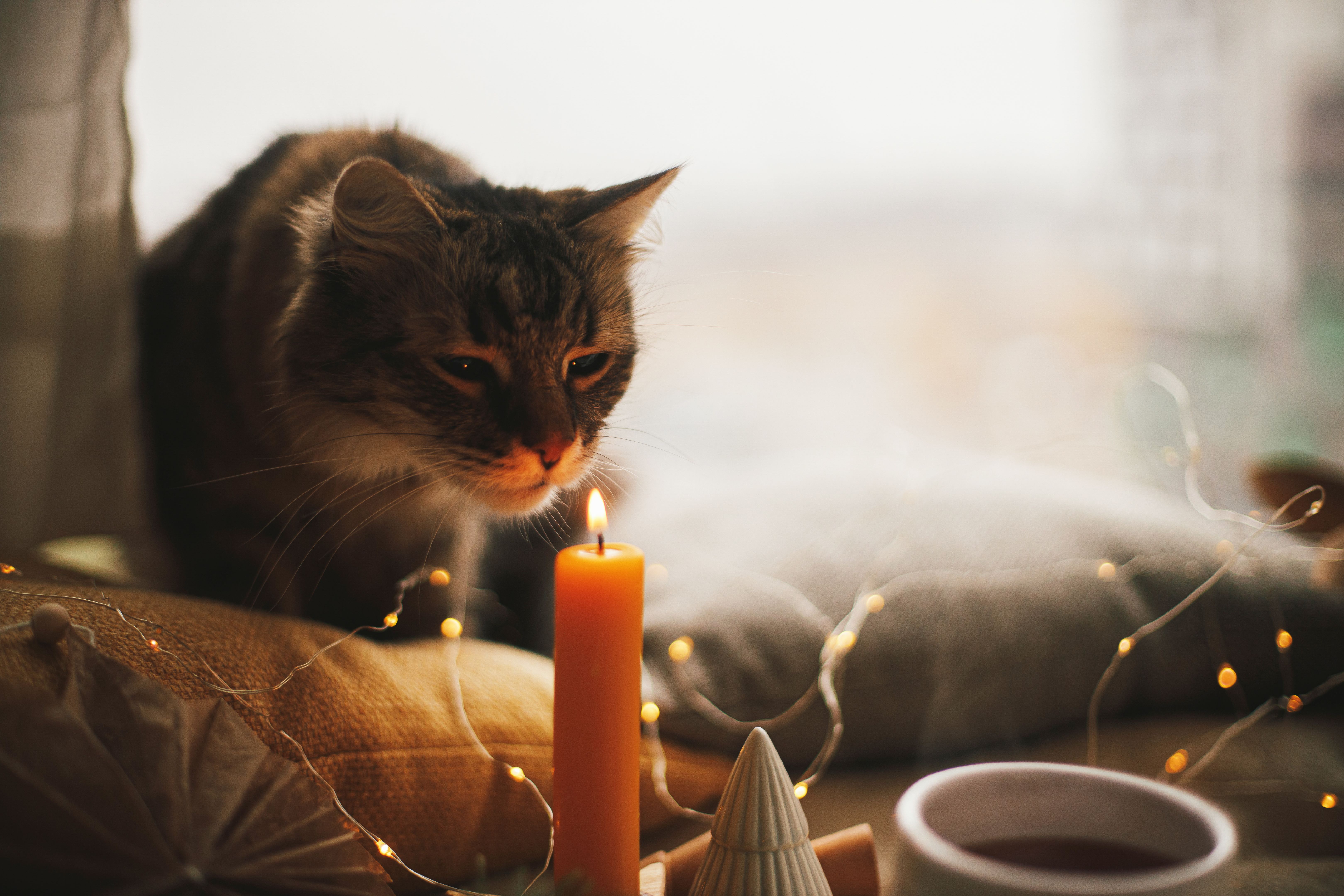 pets and candles