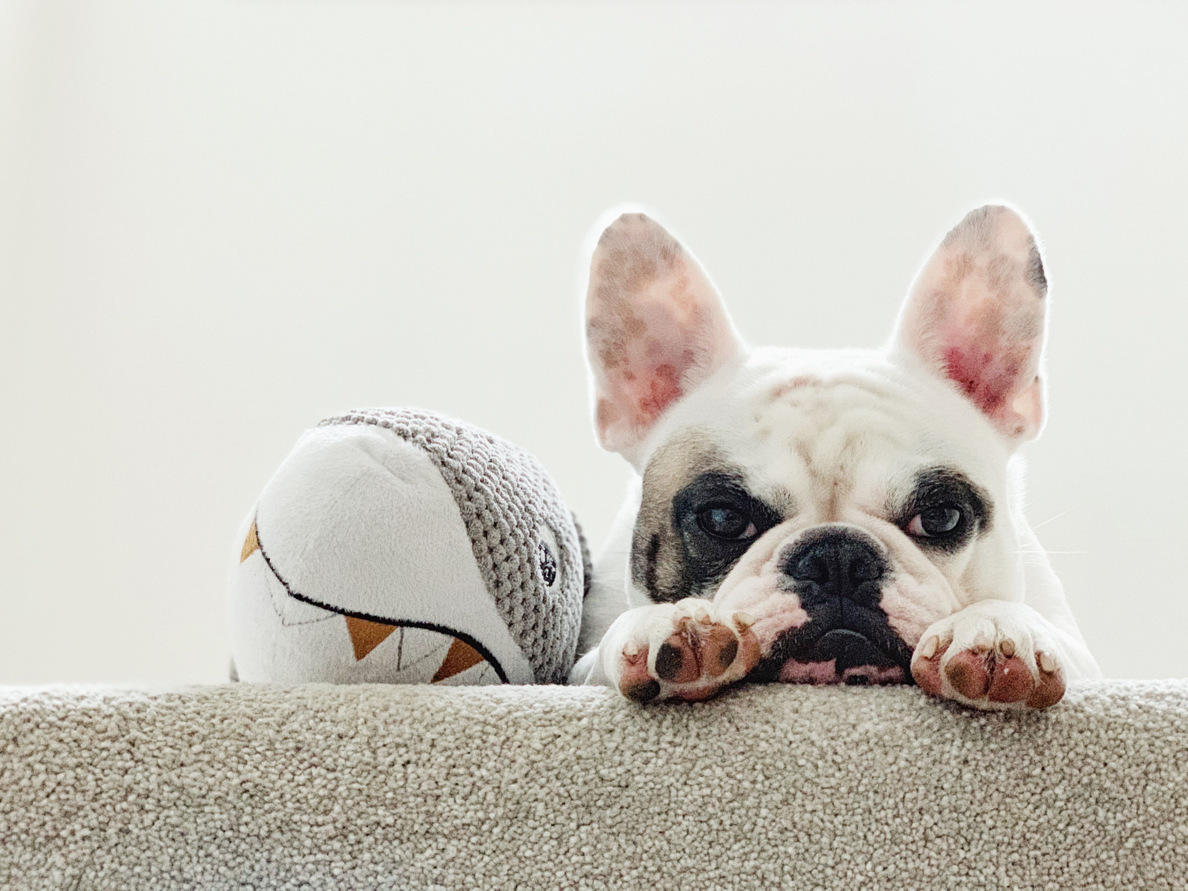 Portrait of a tired French Bulldog lying next to her toy shark Portrait of a tired French Bulldog lying next to her toy shark