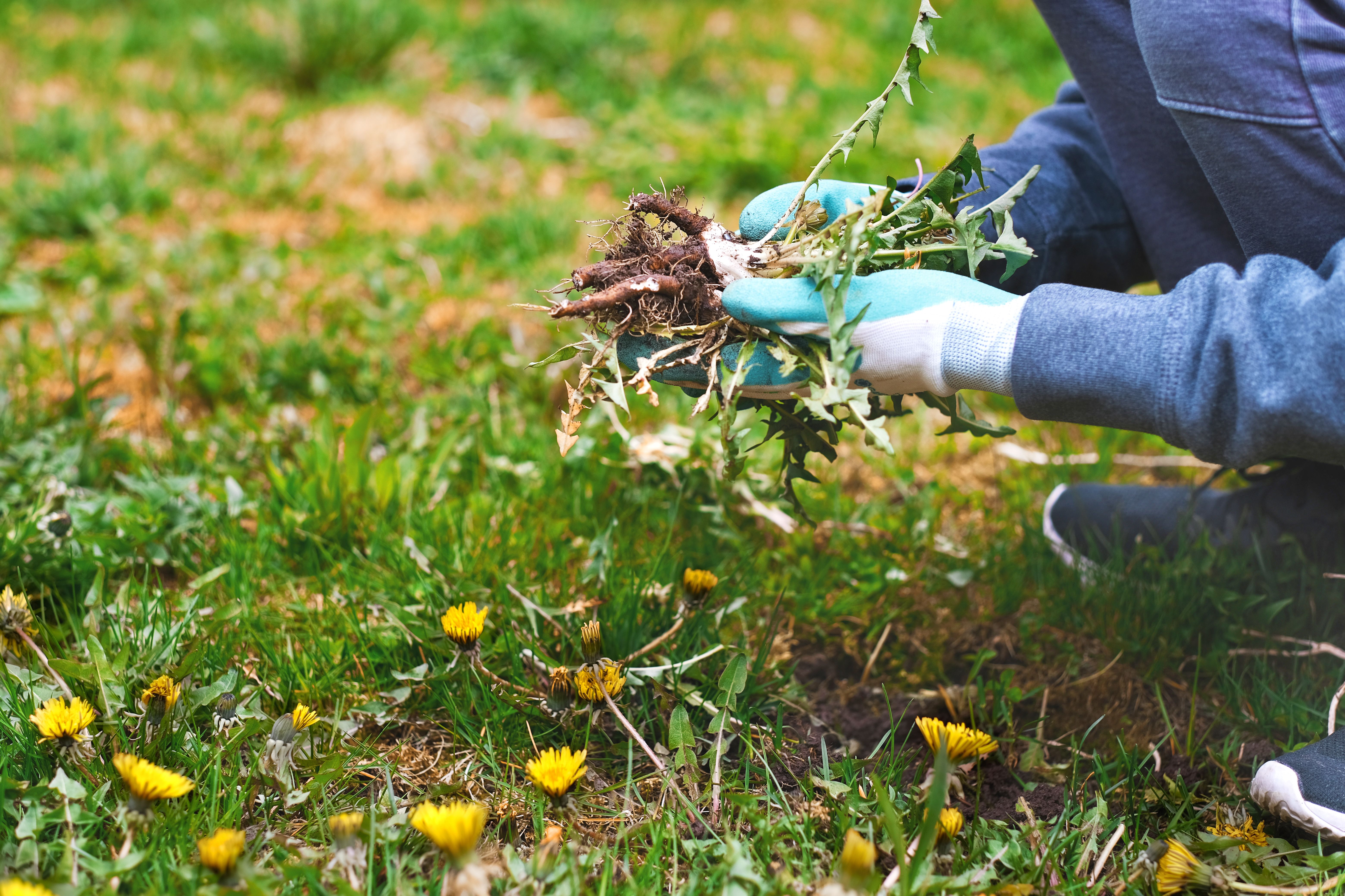 yard maintenance