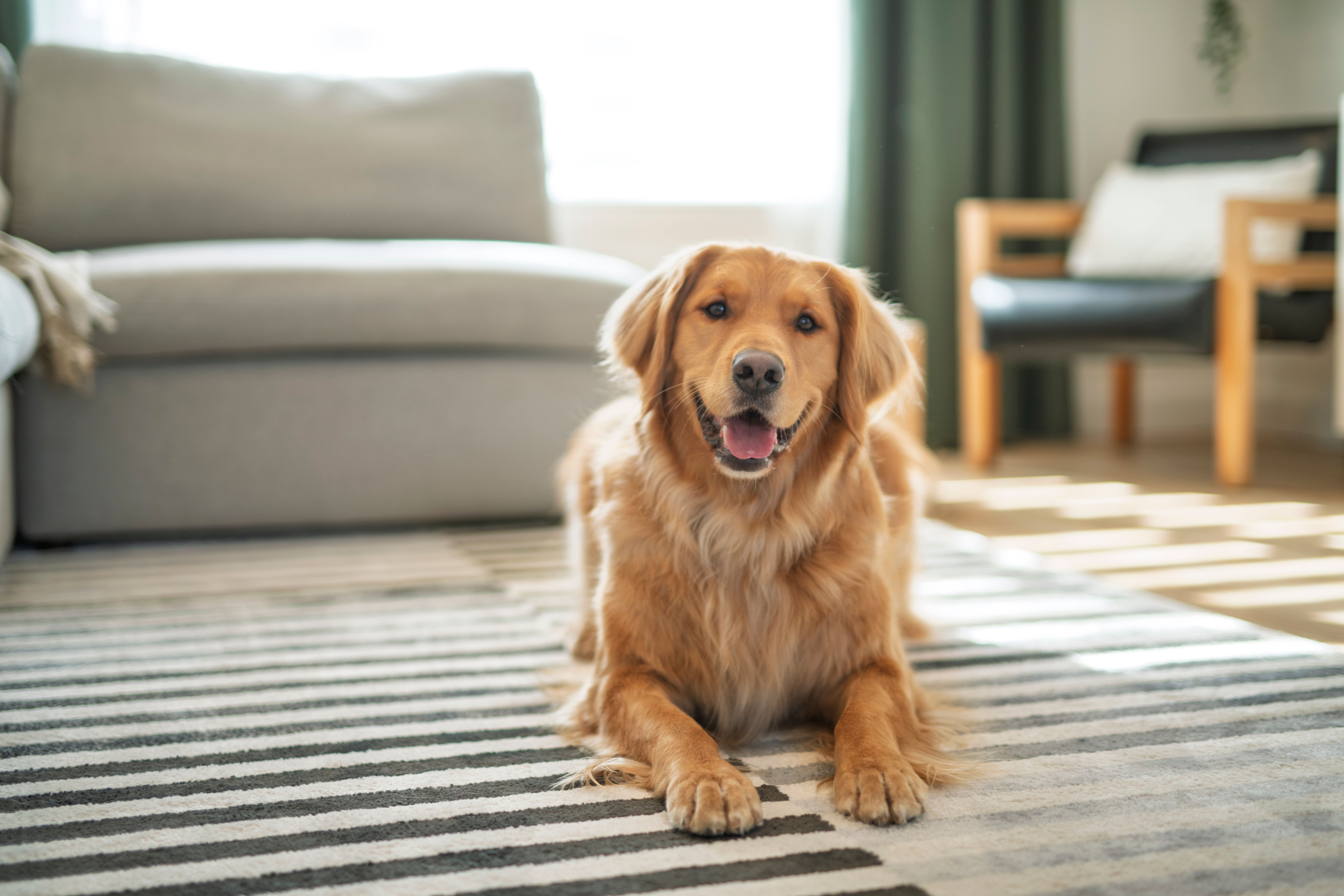 pets on carpet