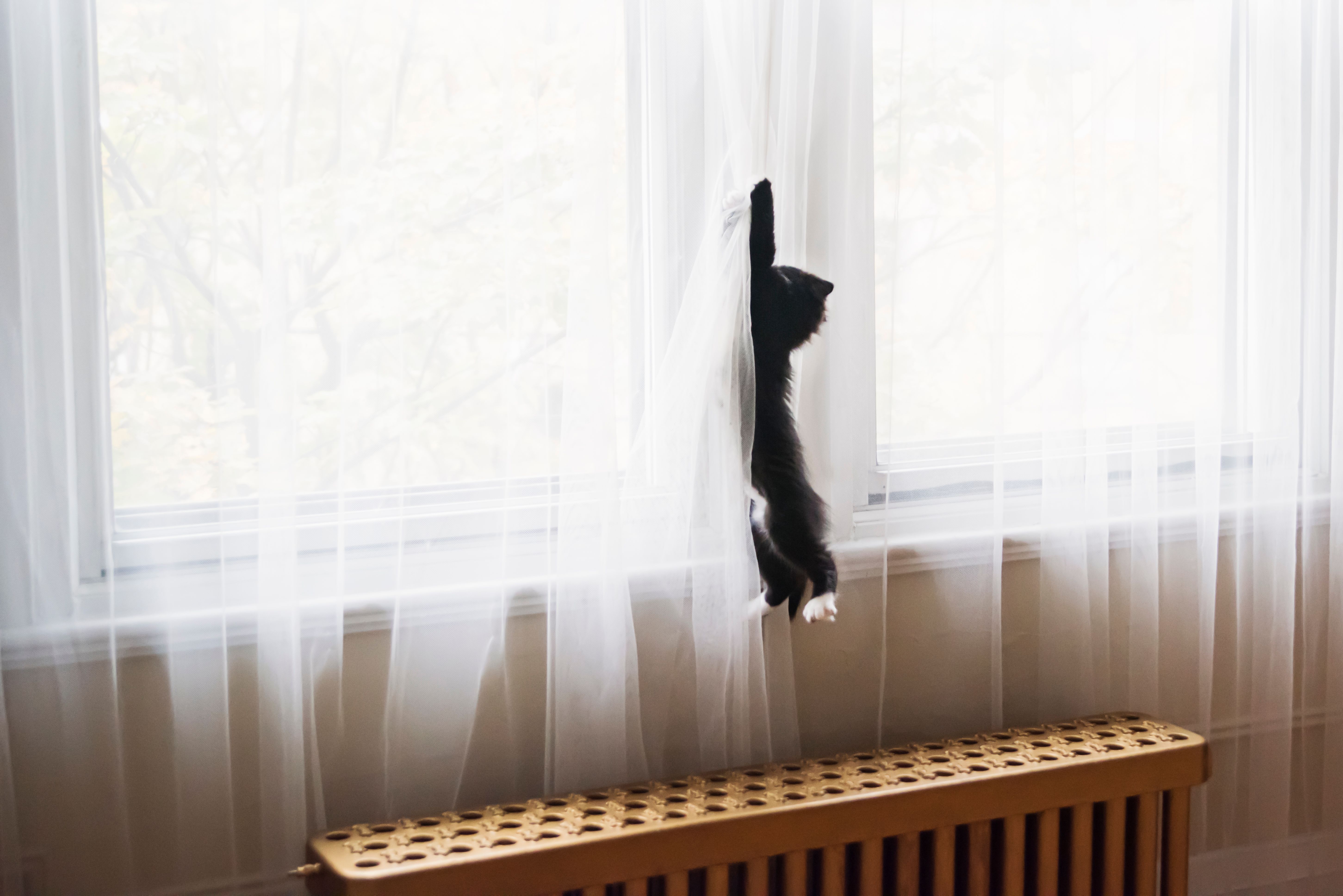 Very active 3 months kitten climbing curtains. Very active 3 months kitten climbing curtains.