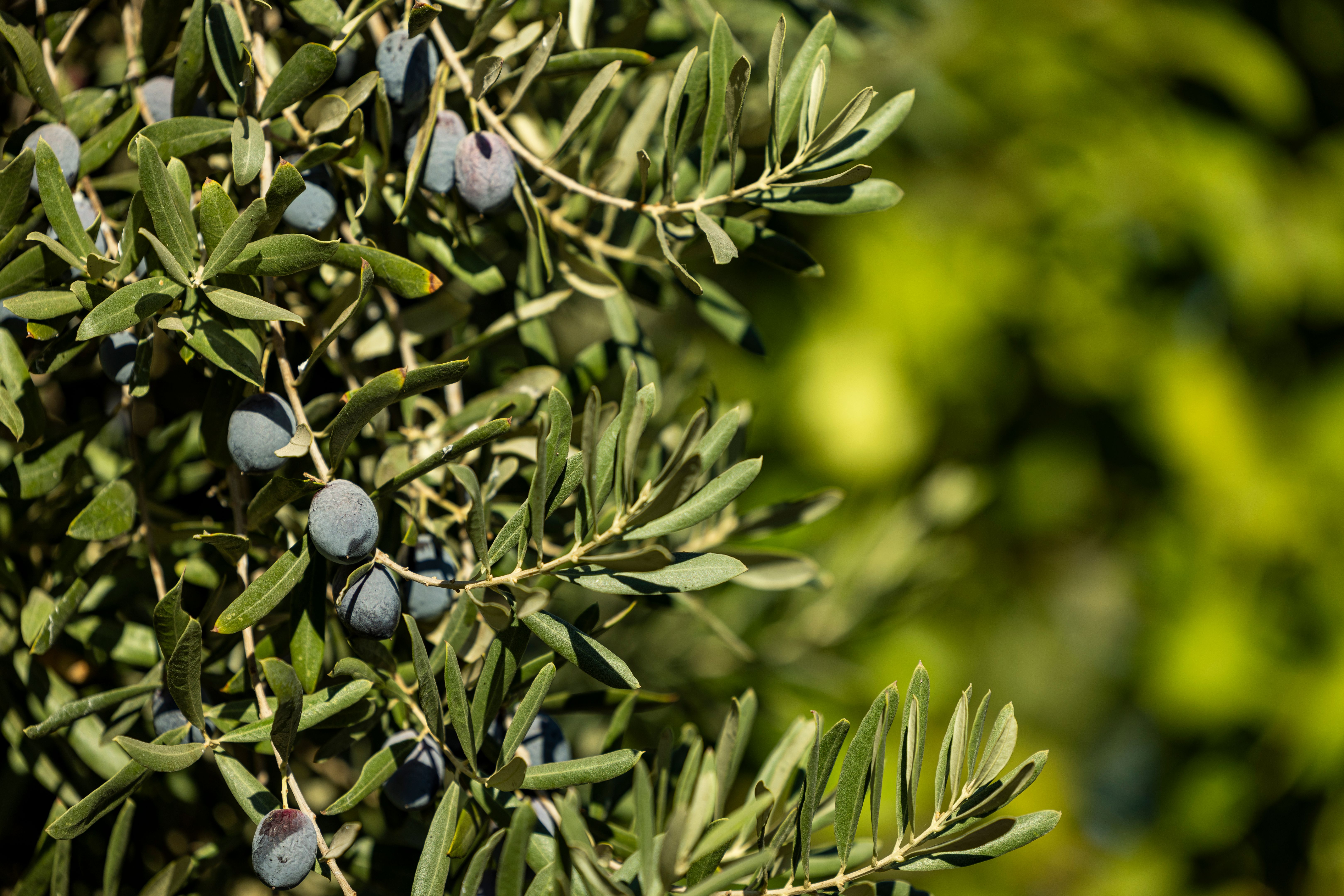 organic olive farming