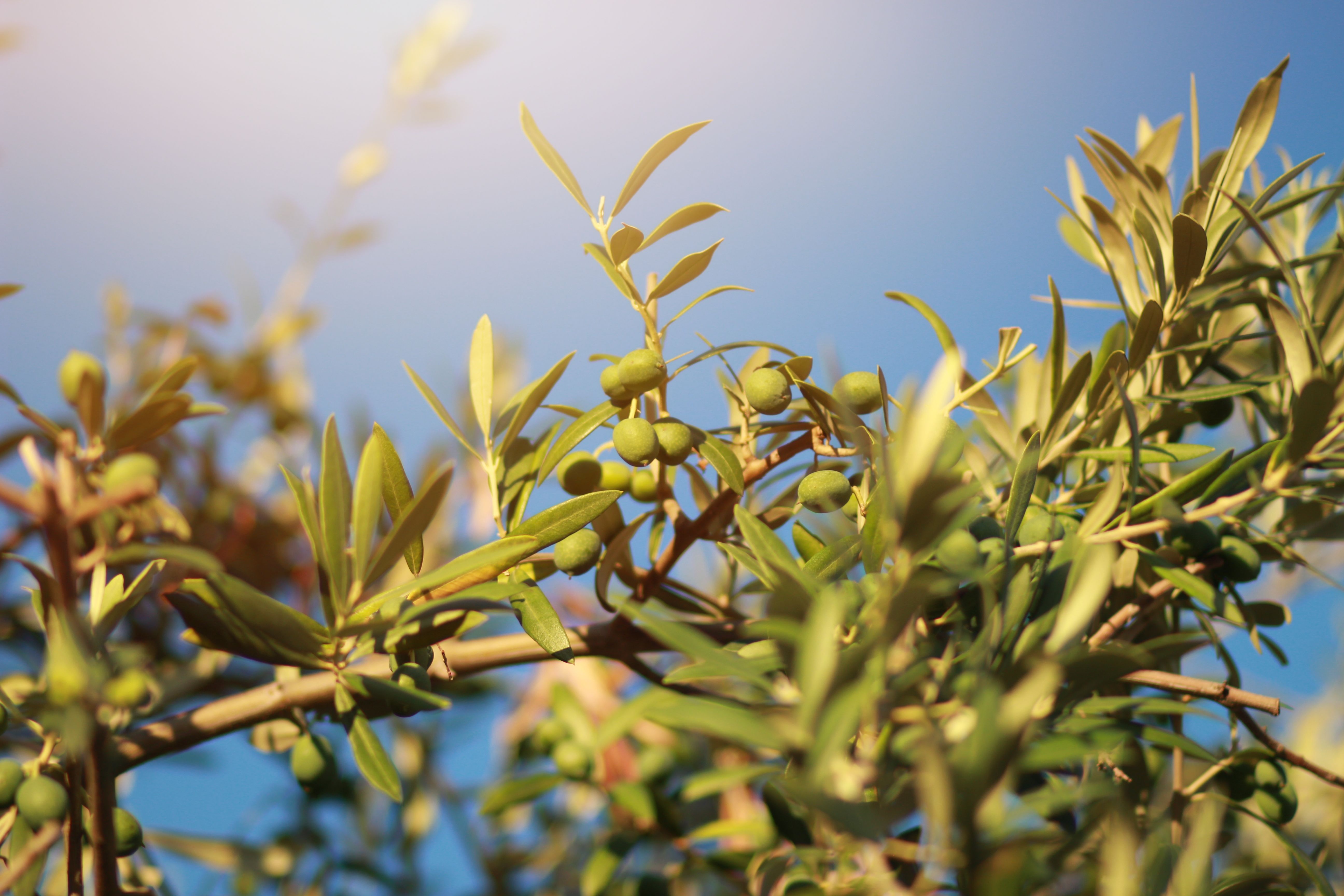 olive tree