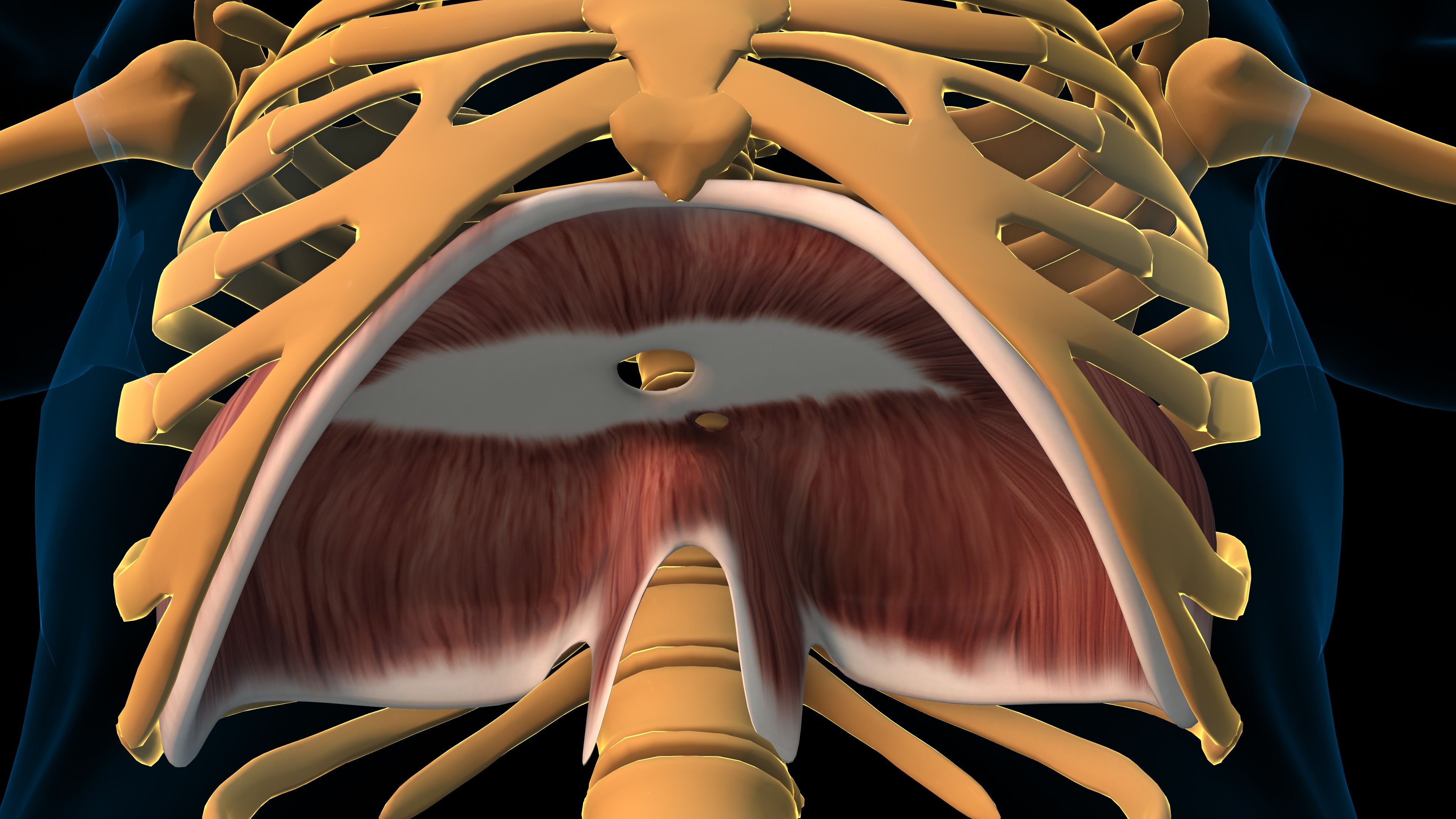 musculoskeletal system