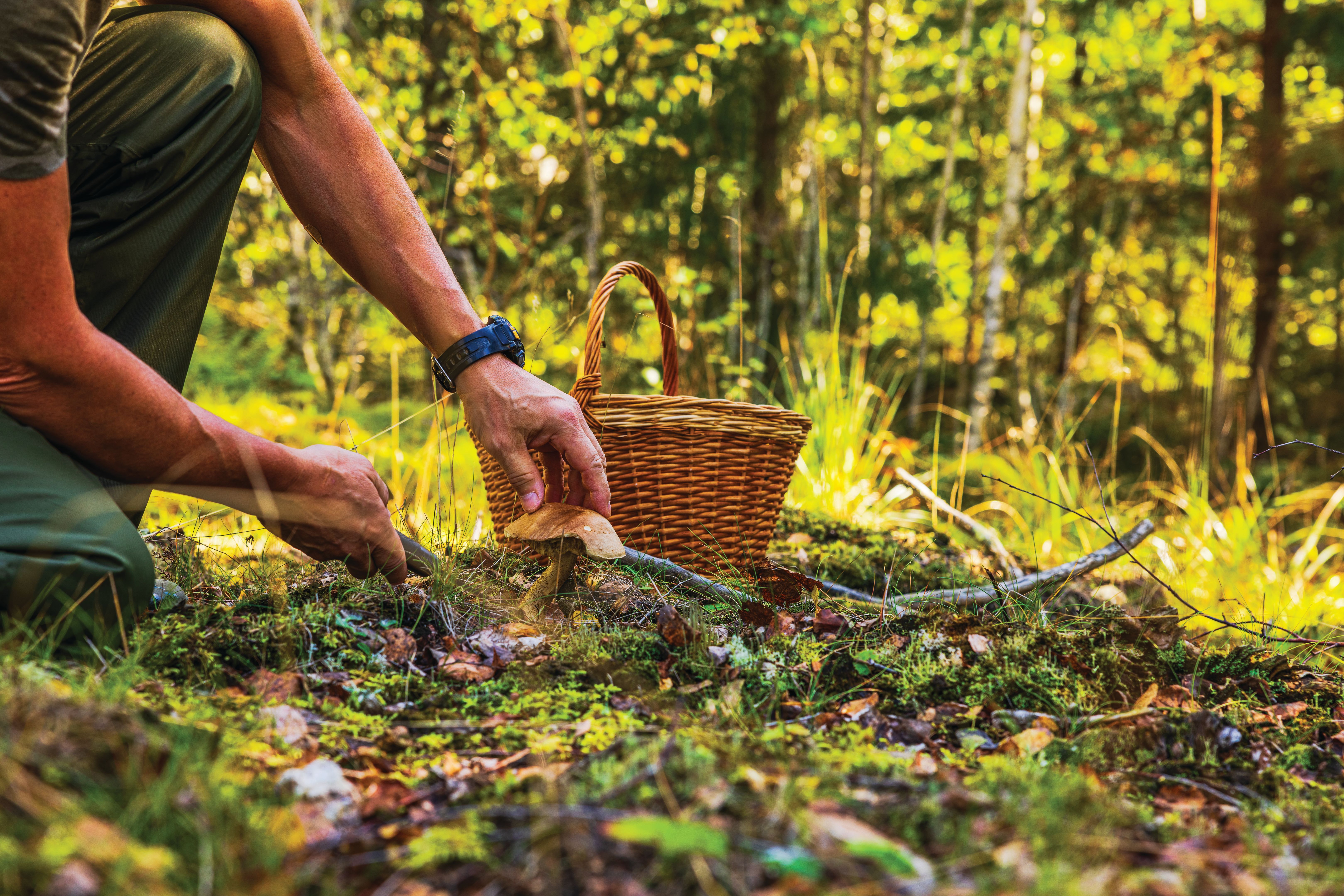 mushroom harvesting