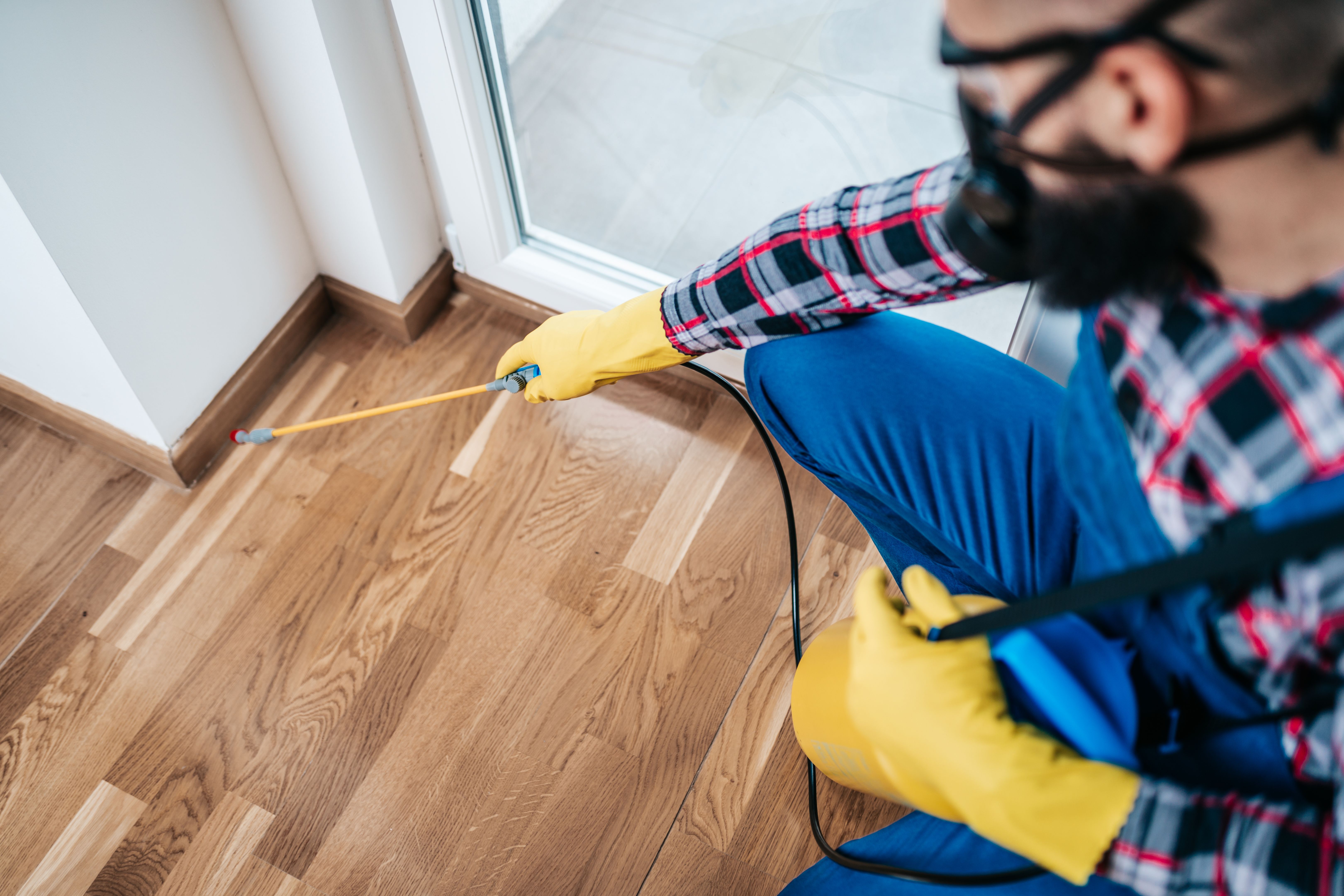 Lutte antiparasitaire à la maison
