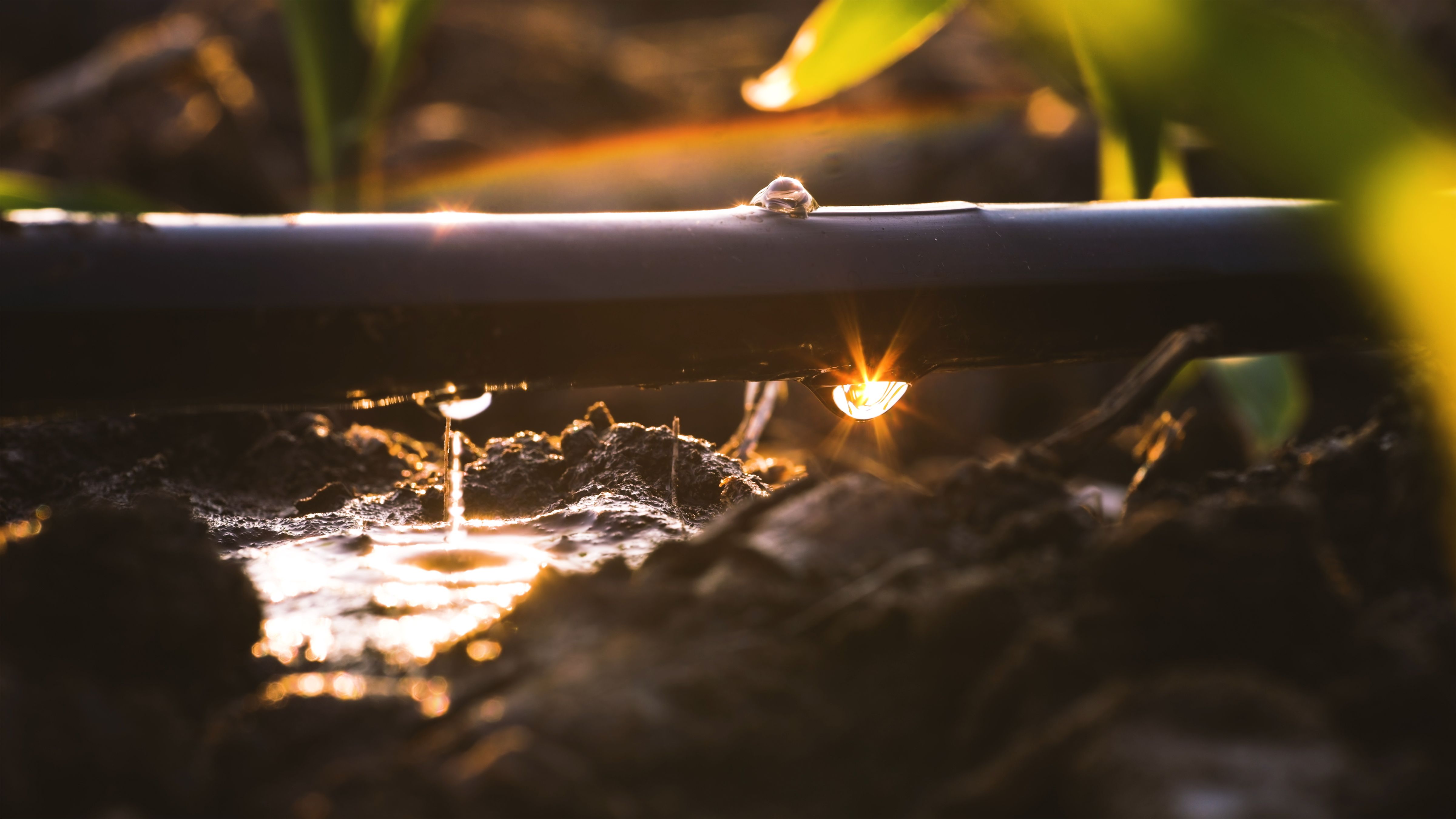 drip irrigation