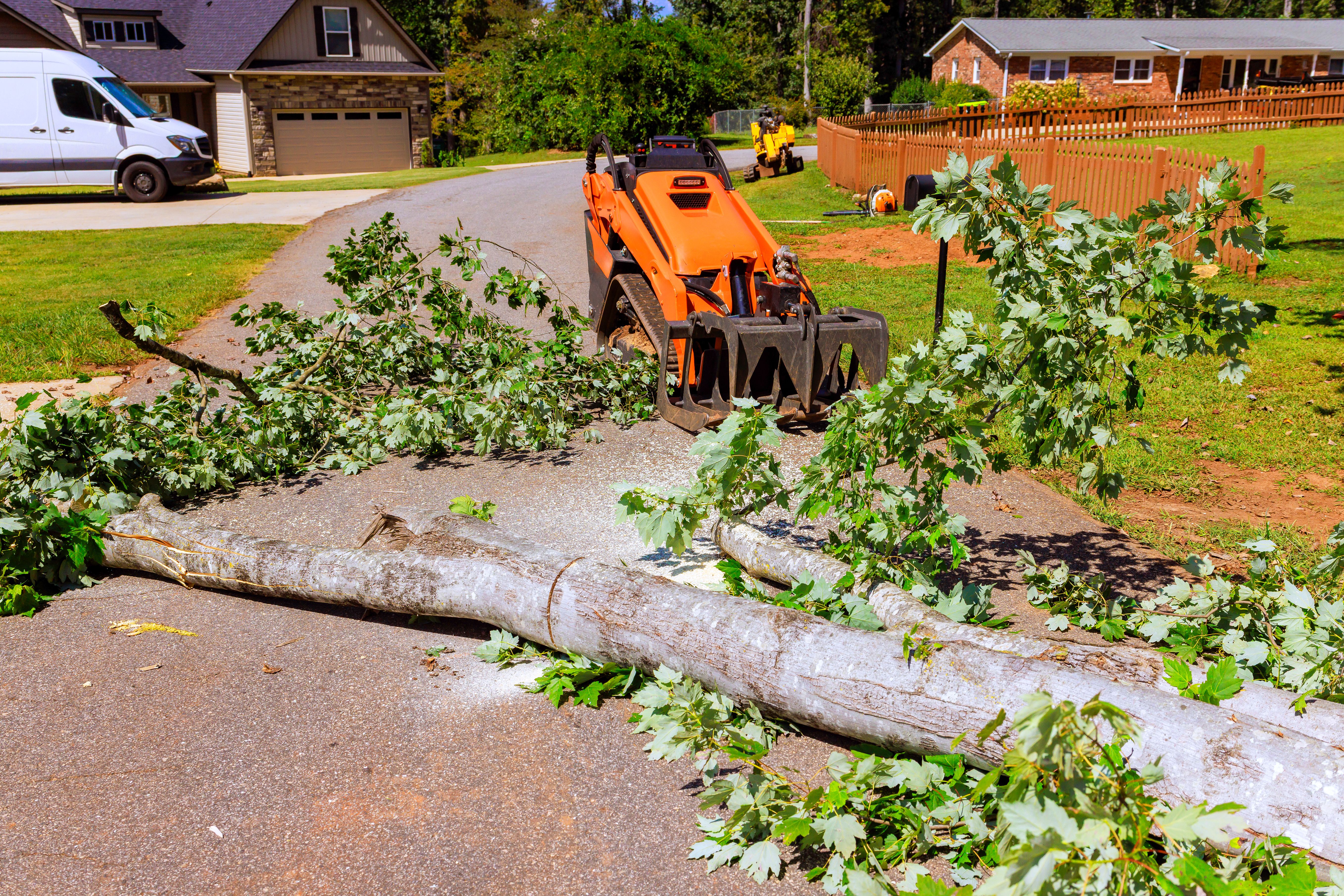 damaged tree service