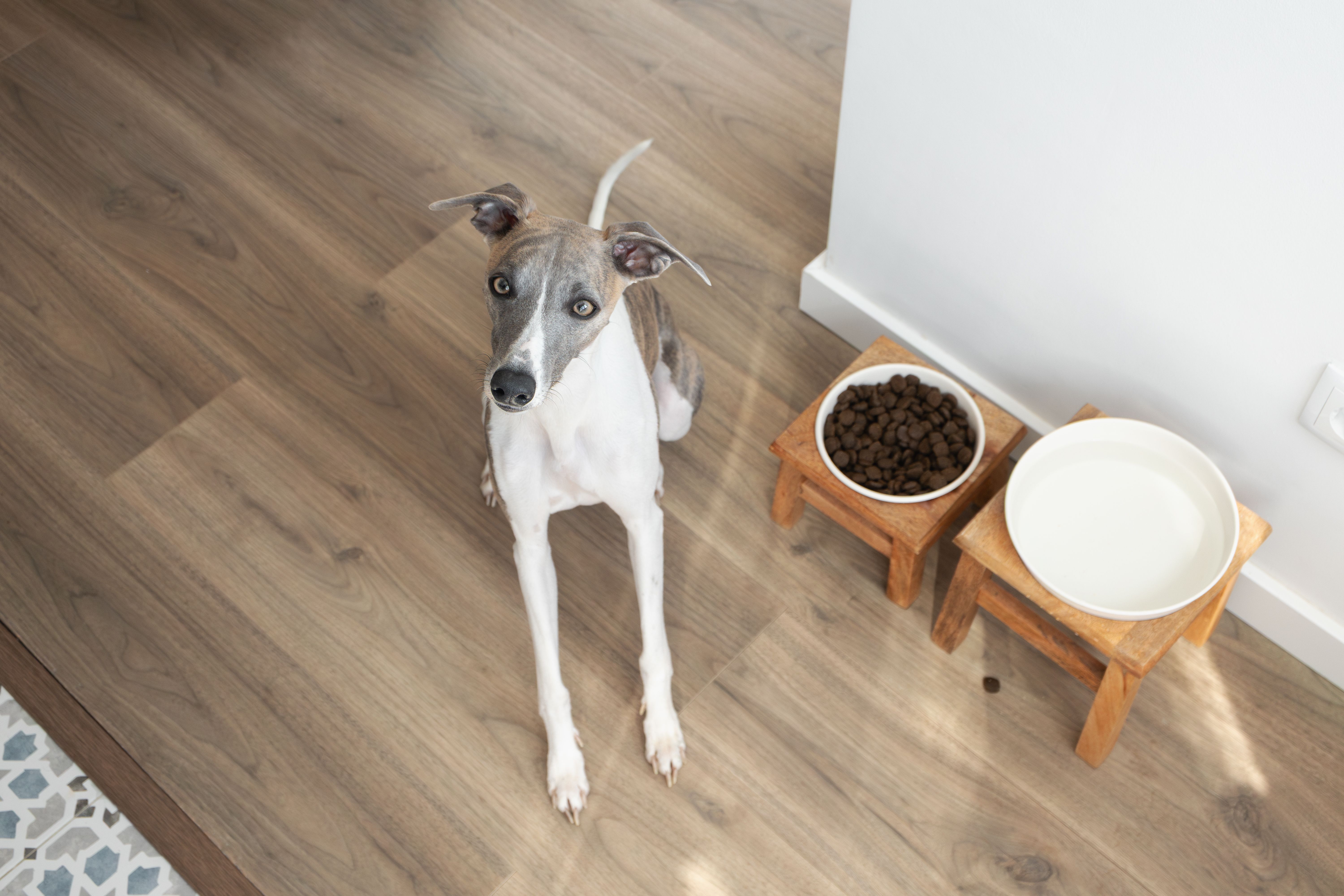 dog with water bowl
