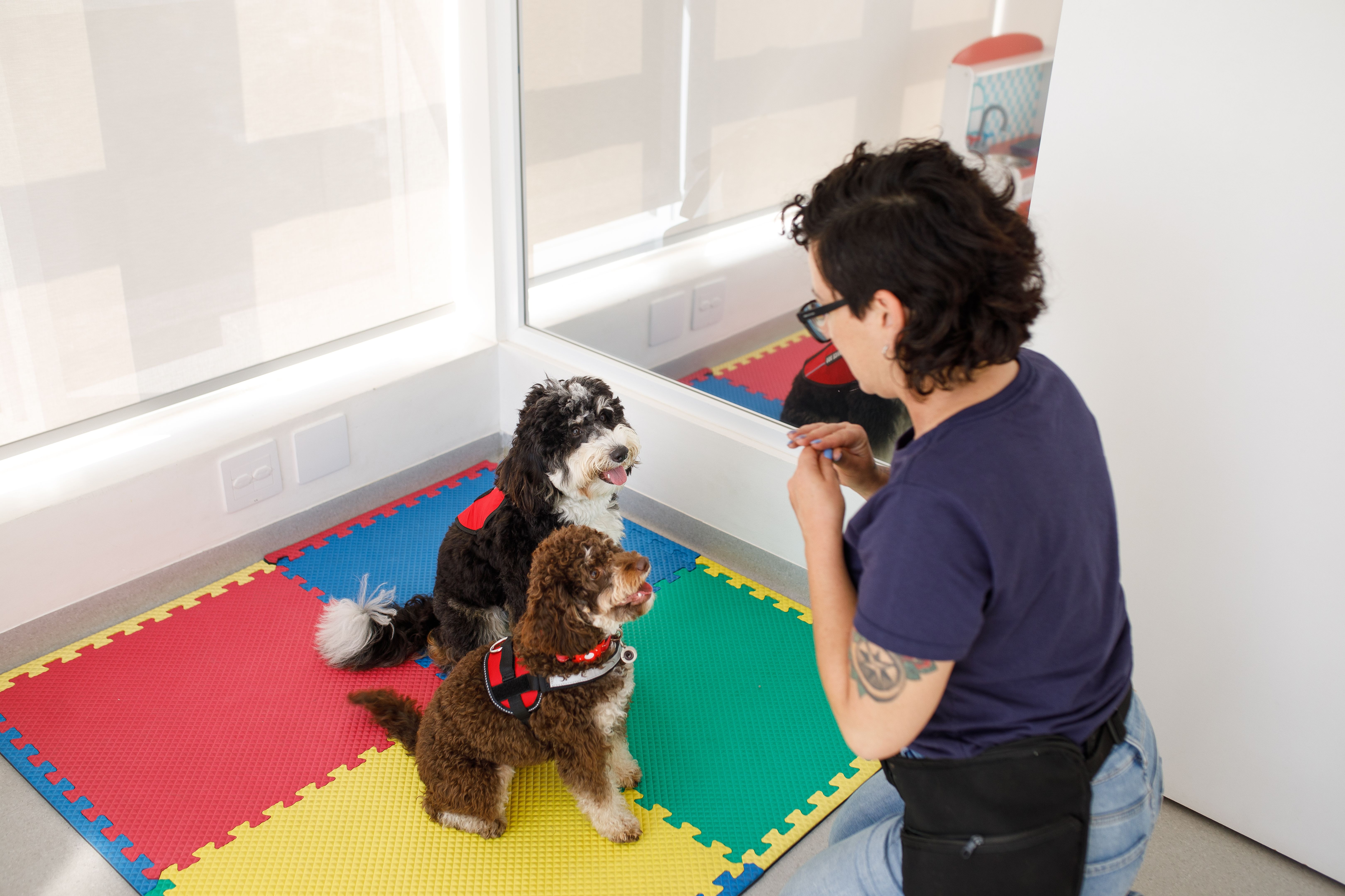 service dog training