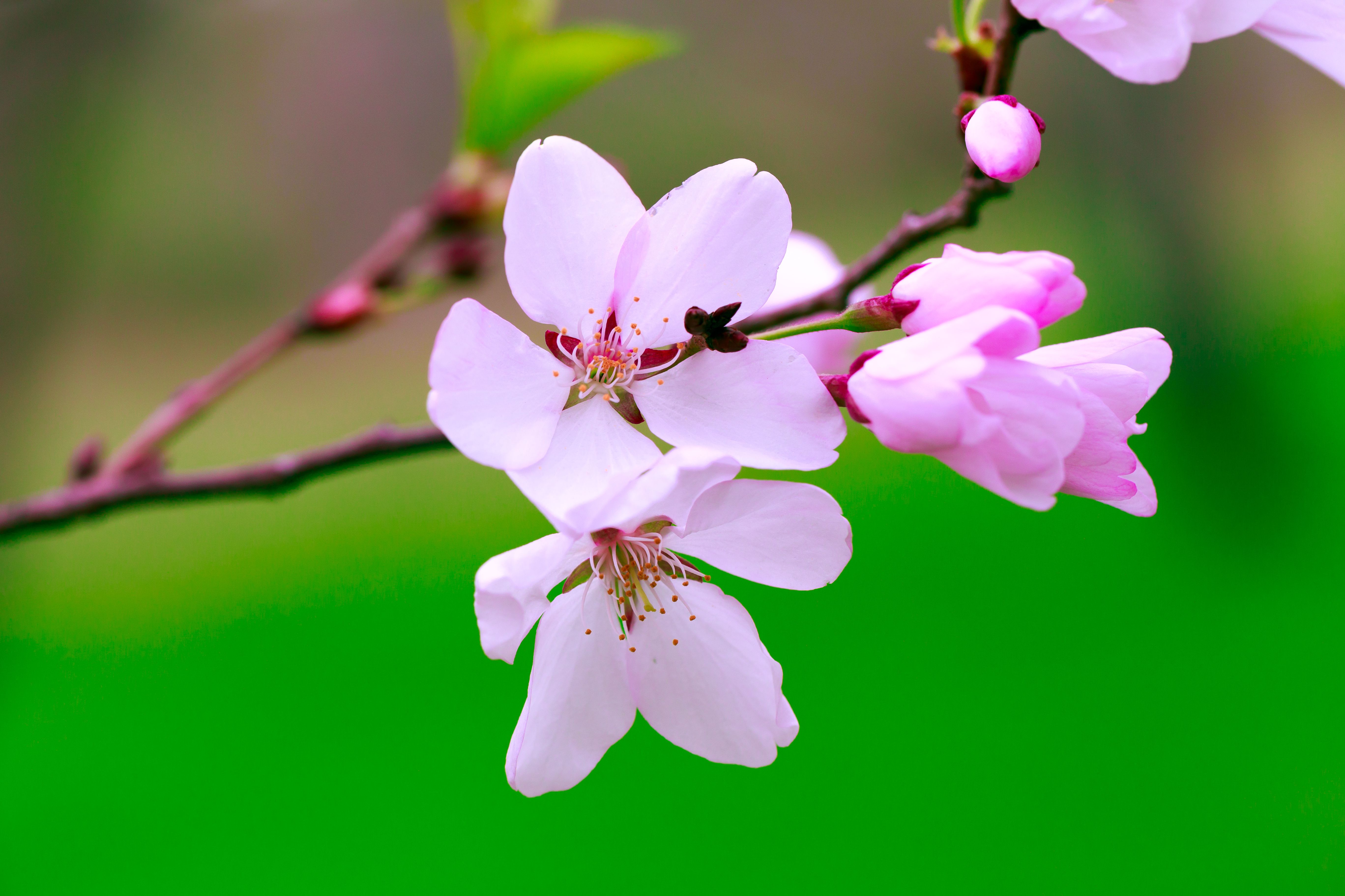 Cherry blossom trees