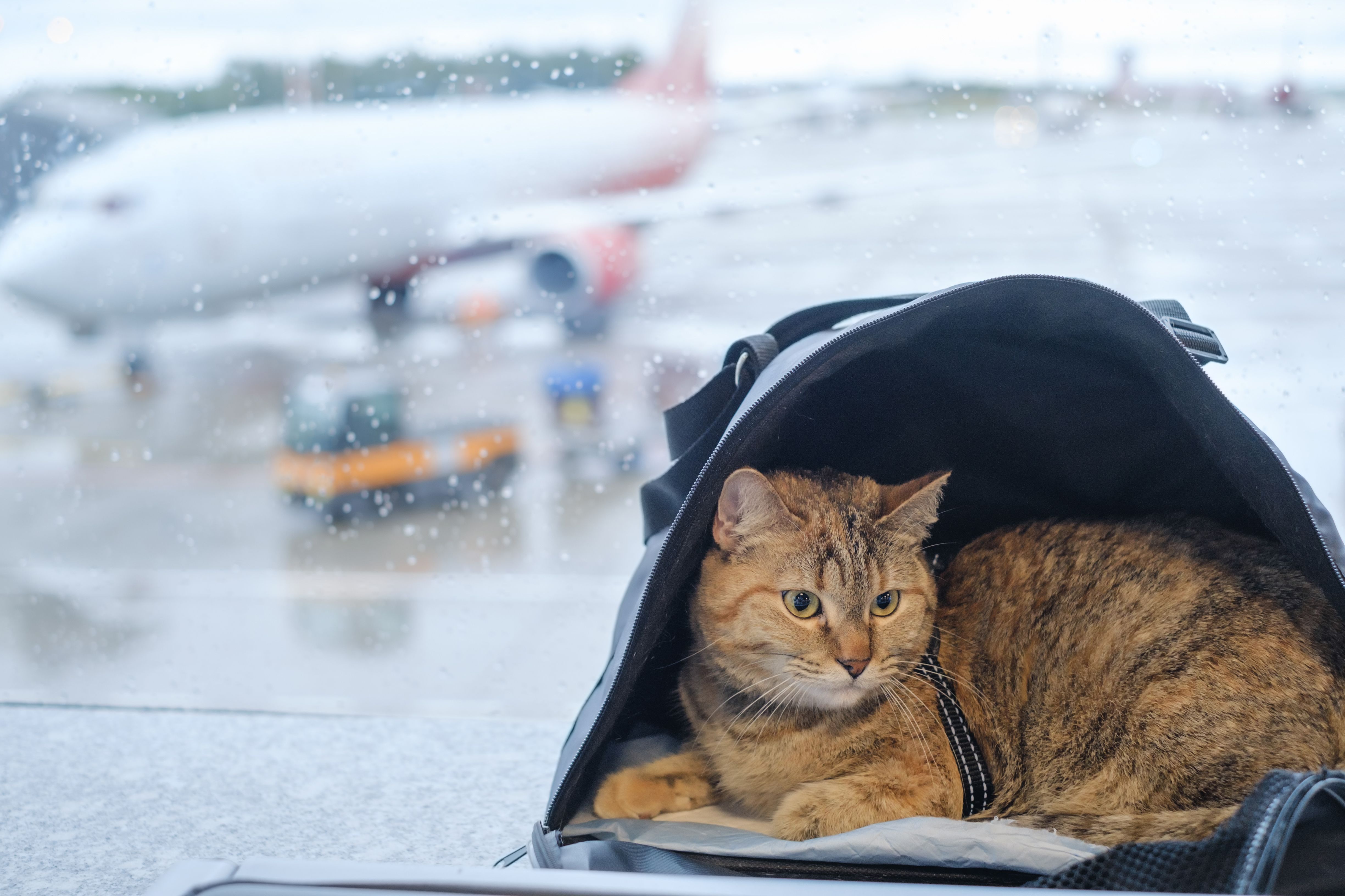 pet travel reviews