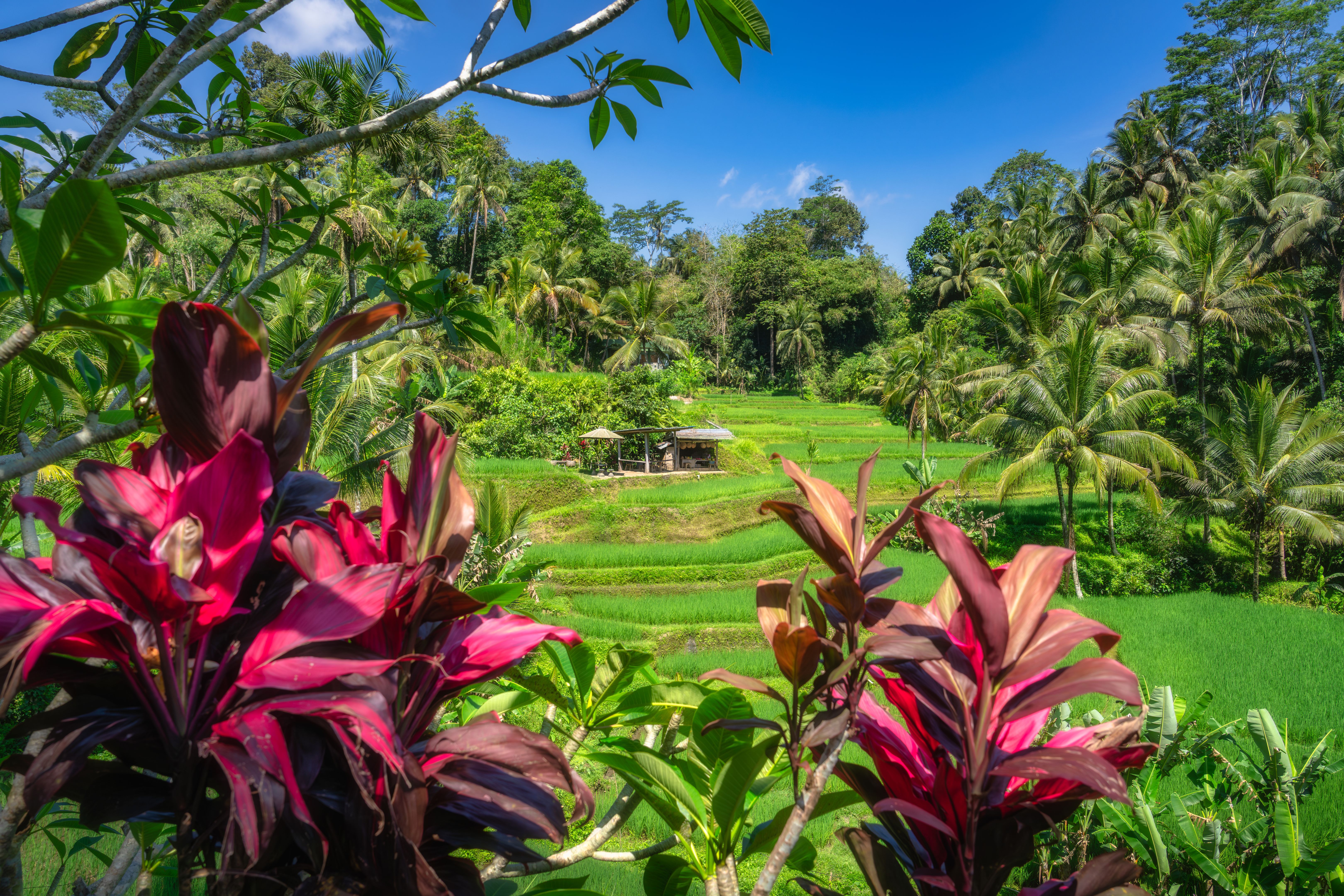 tropical farm