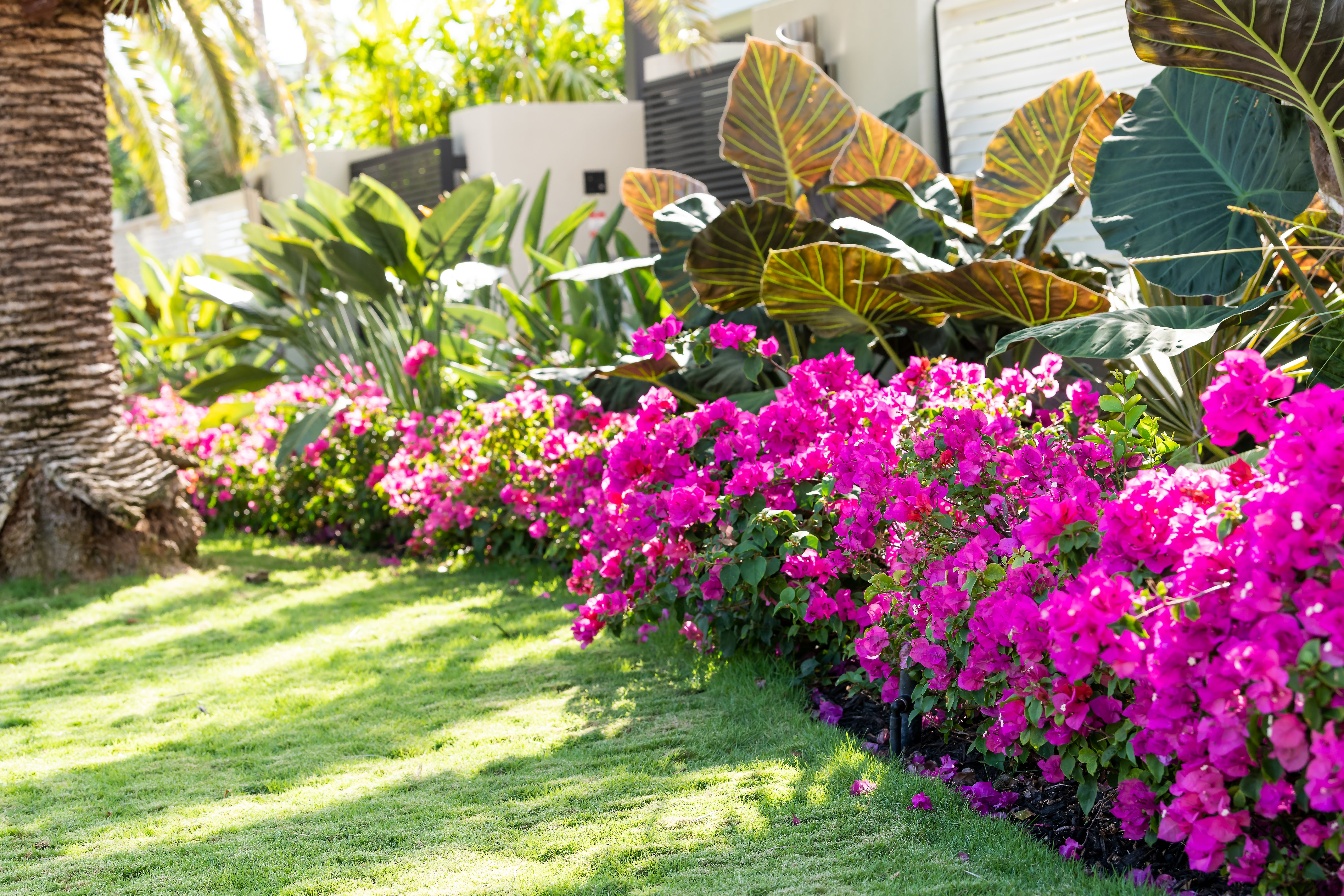 tropical garden